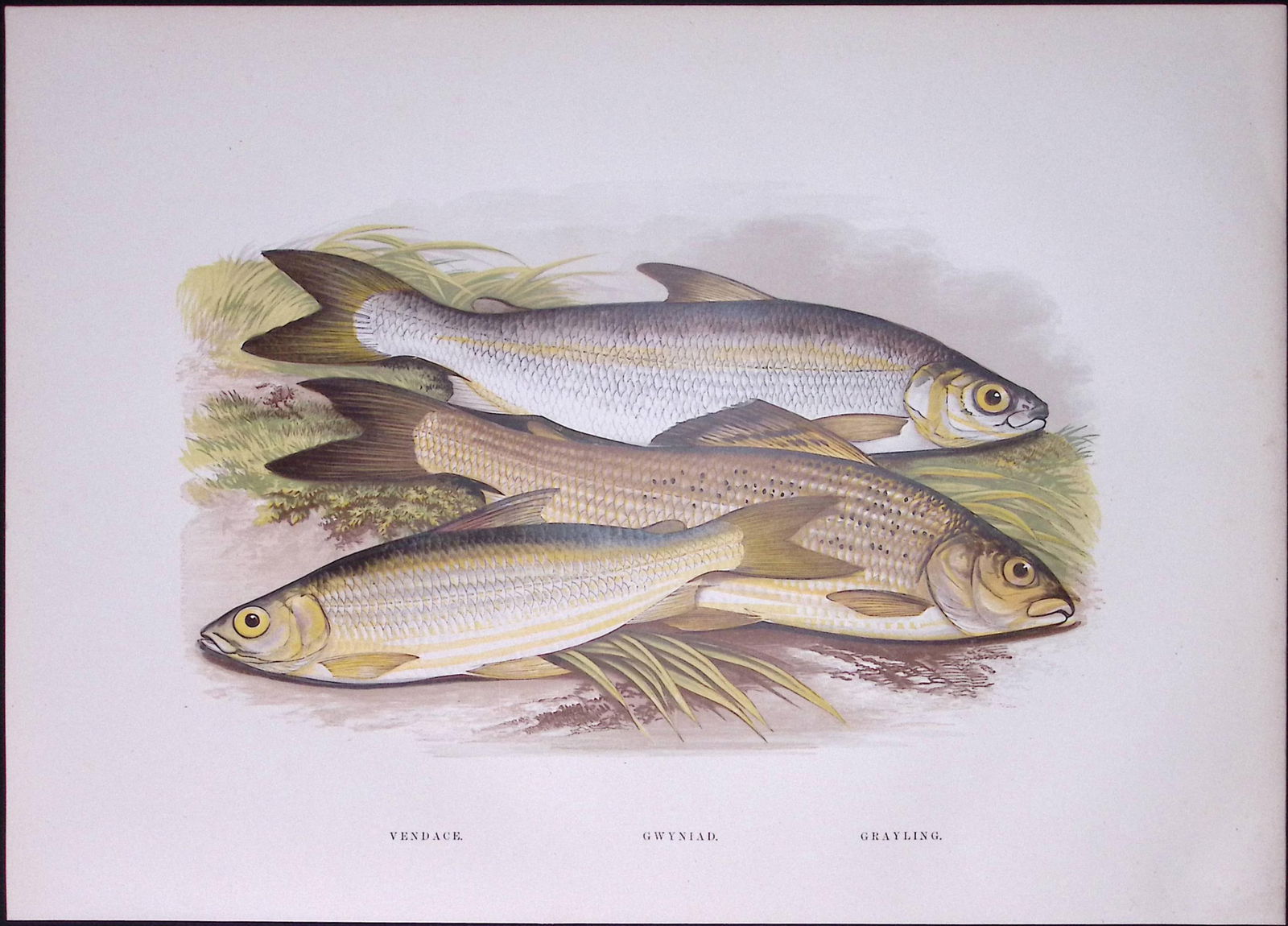 Grayling, Gwyniad, Vendace Rev Houghton British Freshwater Fish 1879 Scarce Engraving-10 (1 of 3)