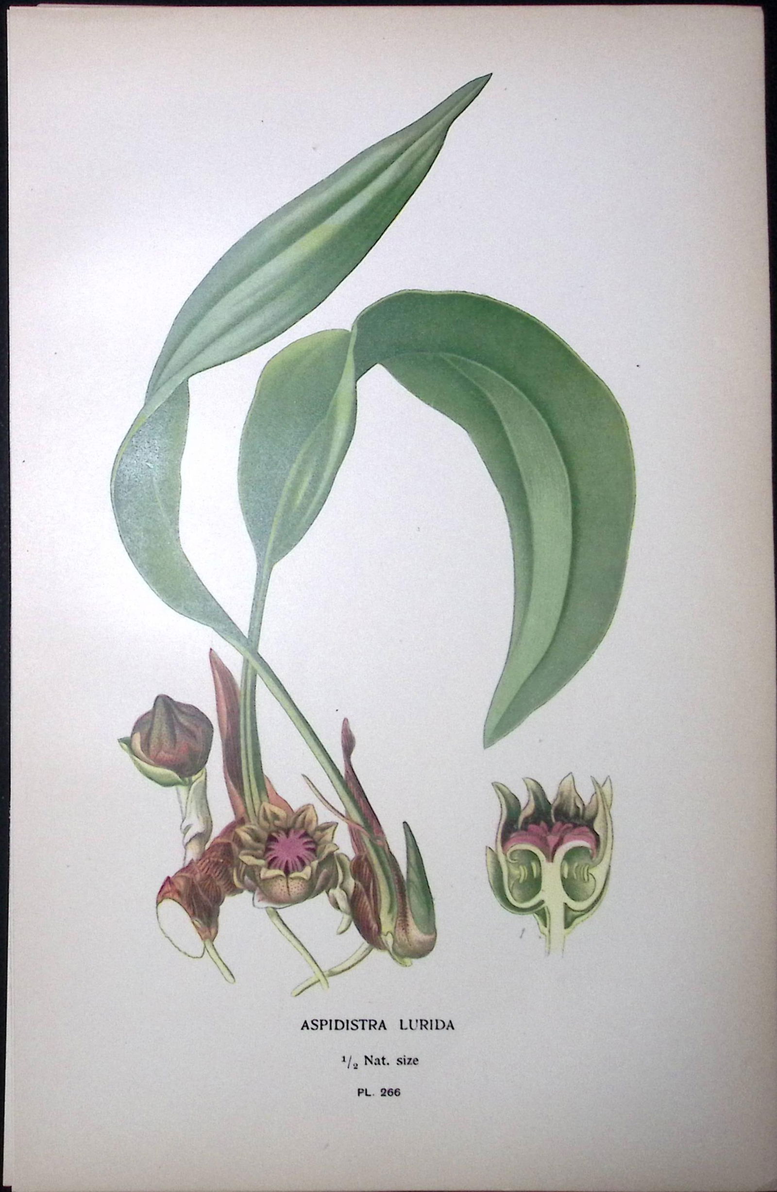 Cast Iron Plant Edward Step Rare Antique Botanical Book Plate-266: Title: Cast Iron Plant Edward Step Rare Antique Botanical Book Plate-266 Description: This Rare Beautiful Chromolithograph Was Removed from a Circa 1897 Antique Edition of. </