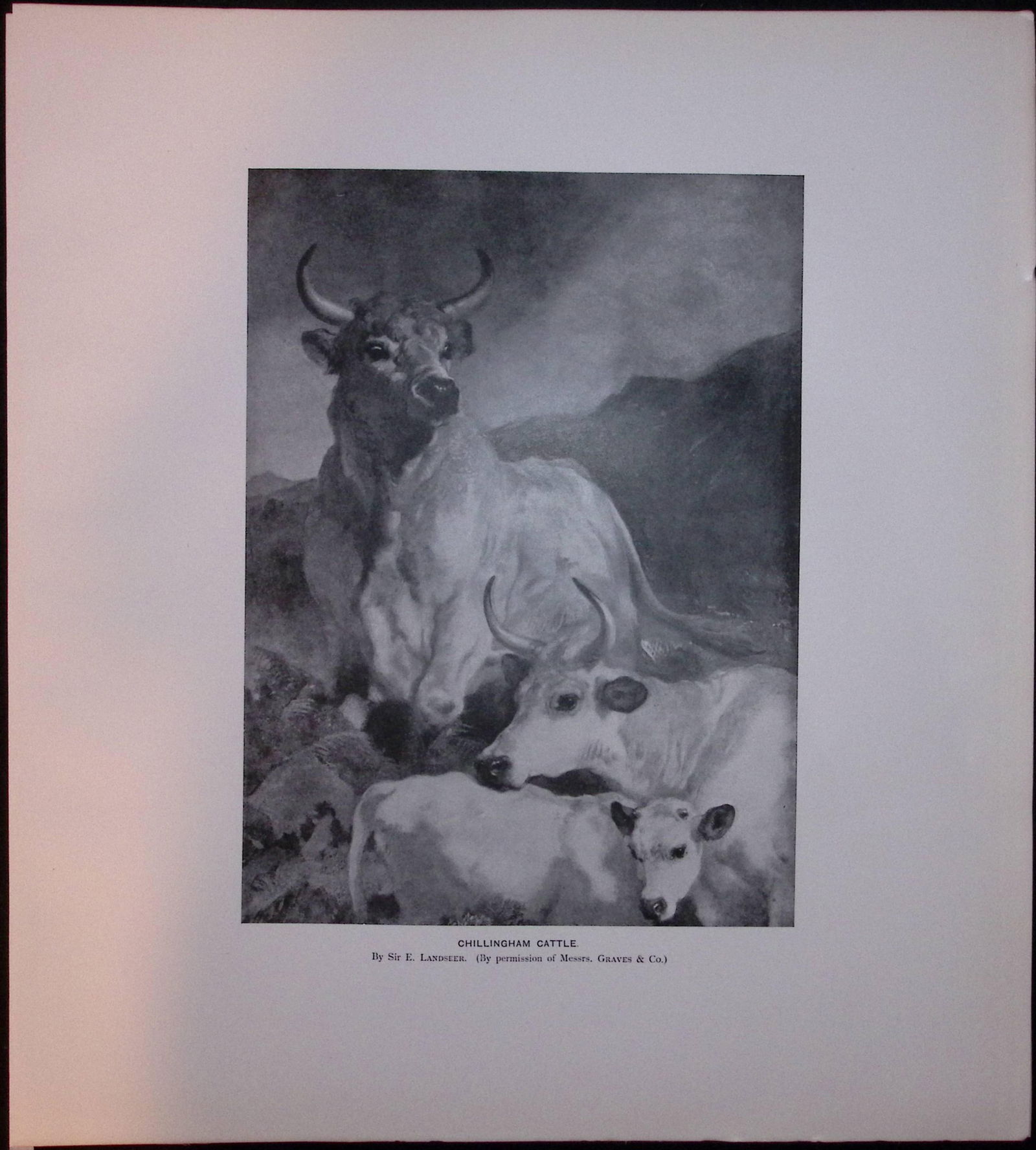 Chillingham Cattle Rare JG Millais Limited-Edition J.G. Millais Antique Print. (1 of 3)