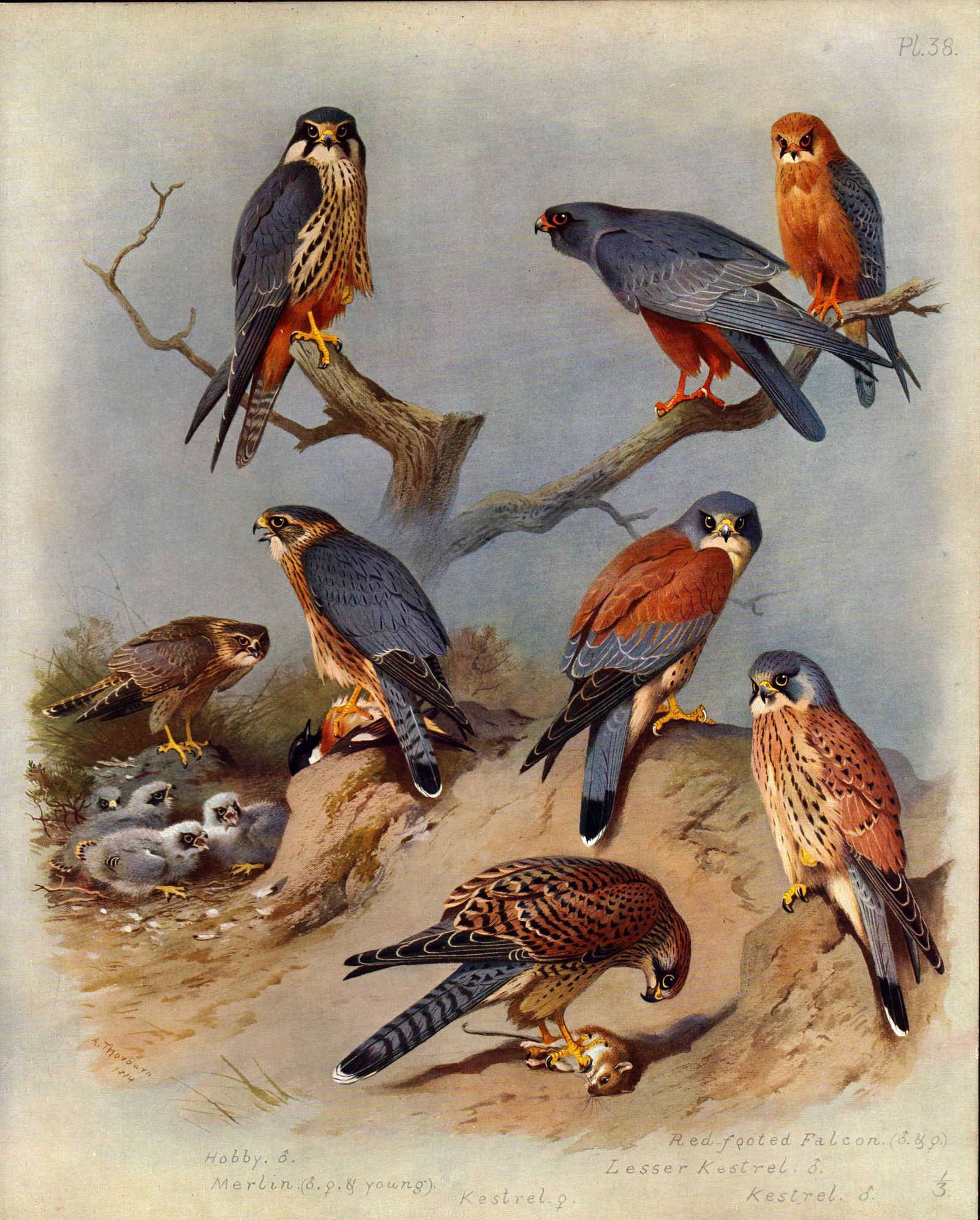 Antique Scarce Large Second Edition Bird Print Falcon, Hobby, Merlin-38 (1 of 2)