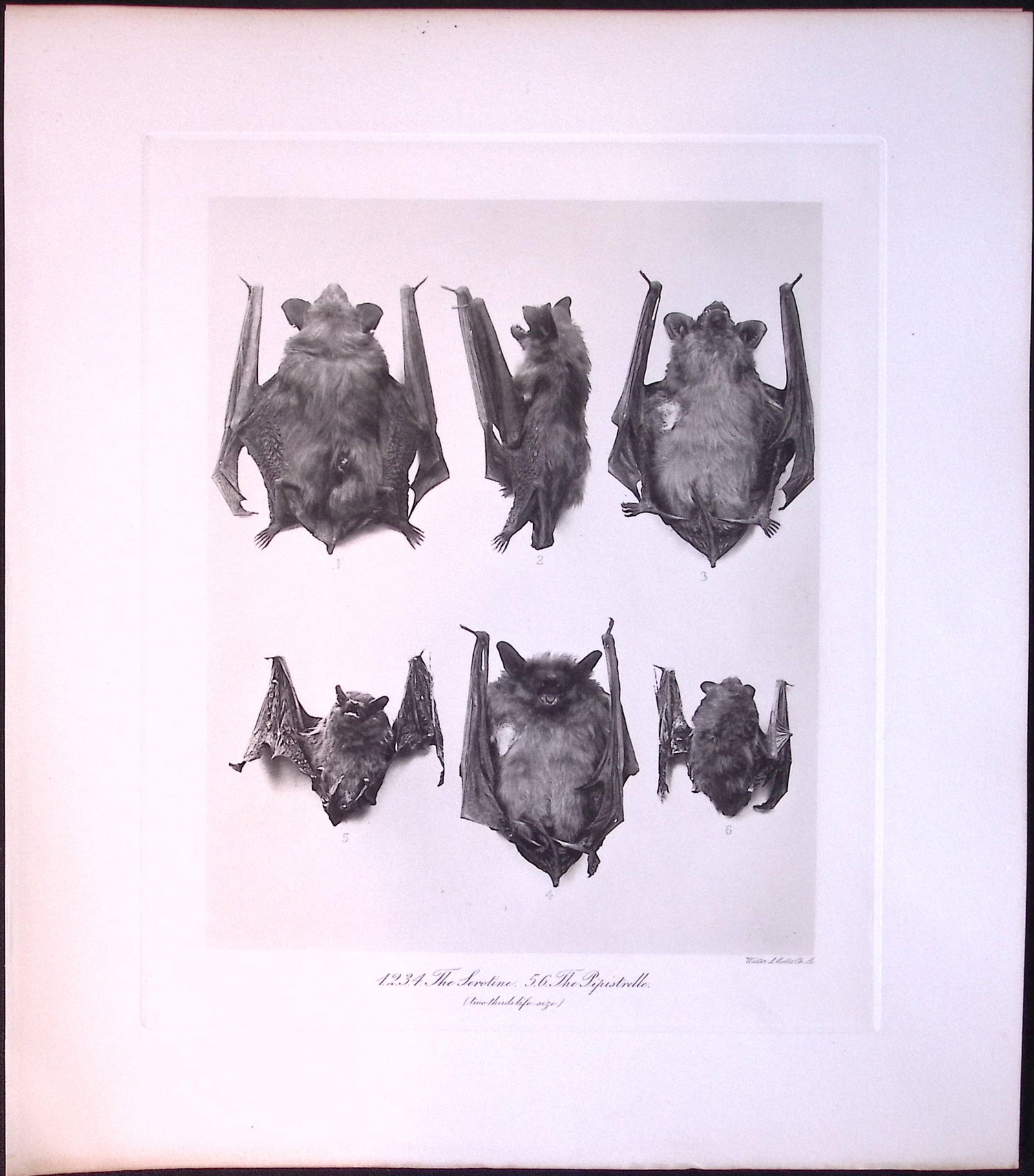 Serotine & Pipistrelle Bats Rare Limited-Edition J.G. Millais Heliogravure Print. (1 of 3)