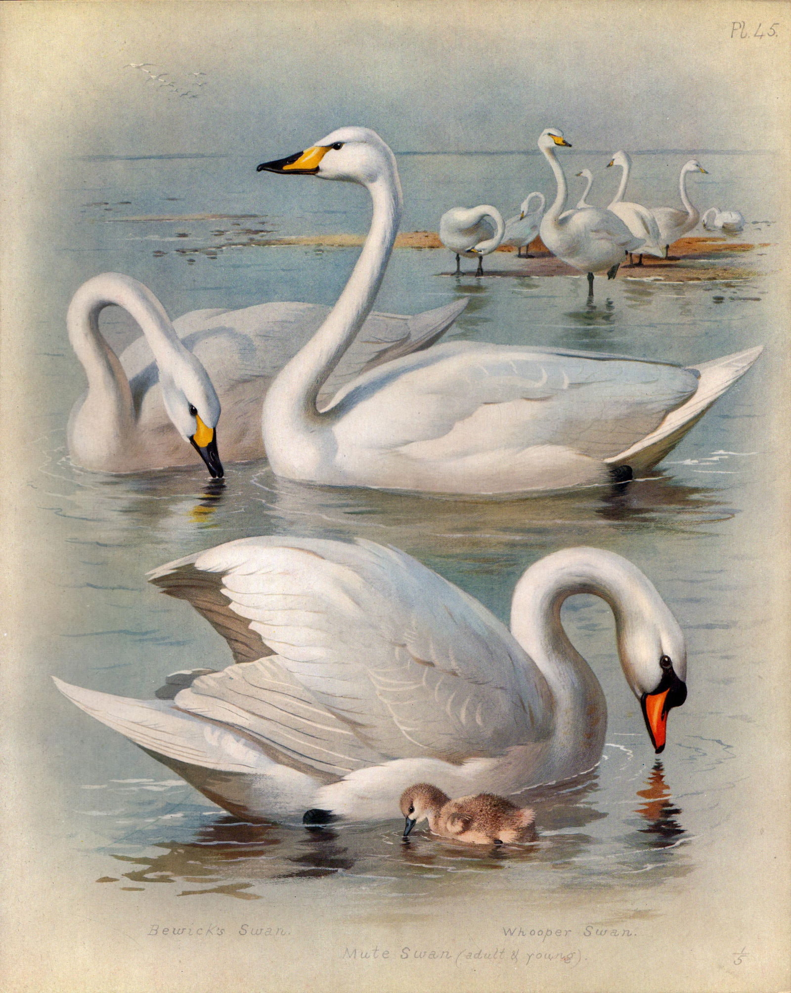 Antique Scarce Large First Edition Bird Lithograph Beautiful Swans-45 (1 of 2)
