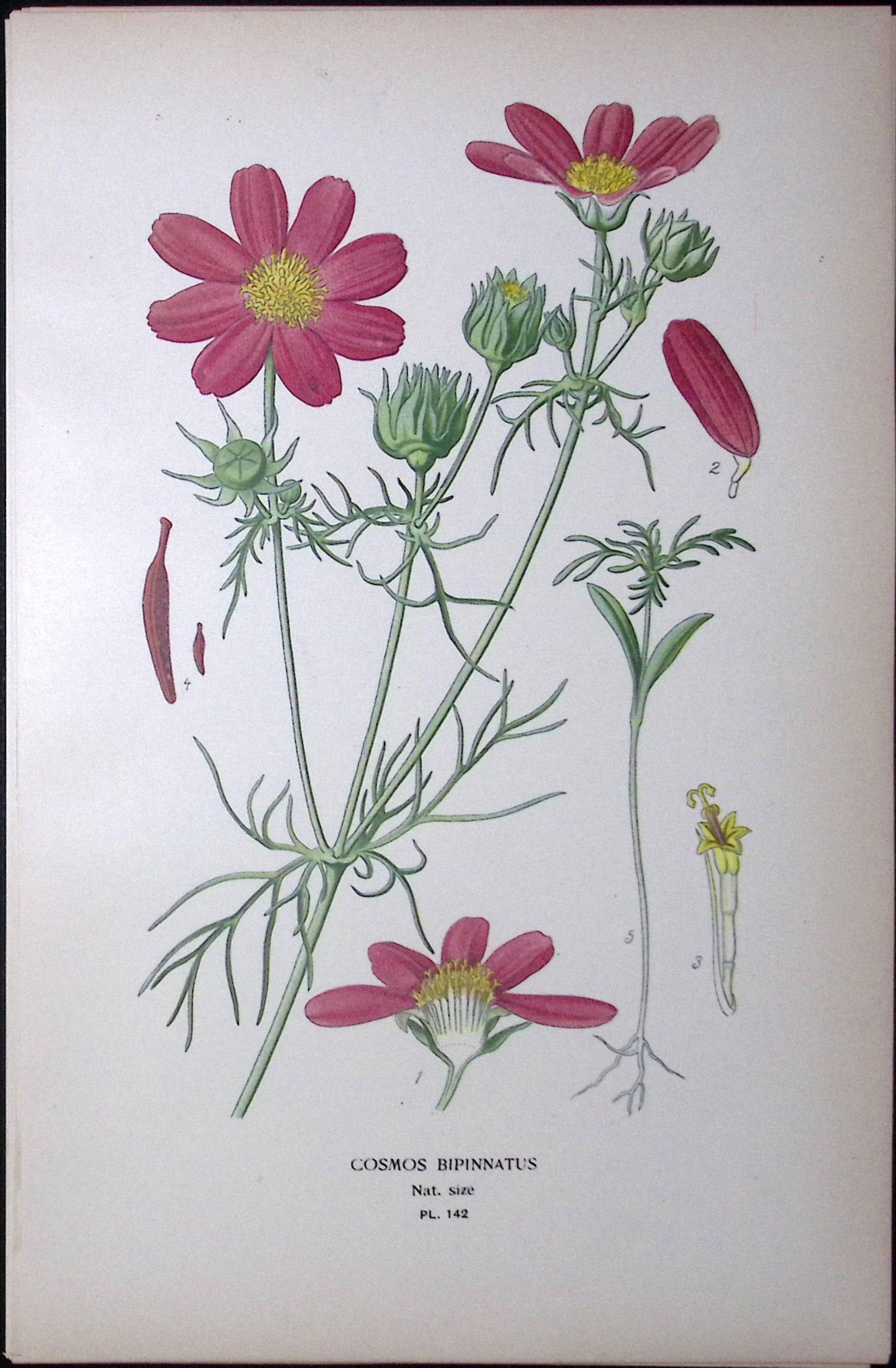 Garden Cosmos Edward Step Rare Antique Botanical Book Plate-142 (1 of 1)