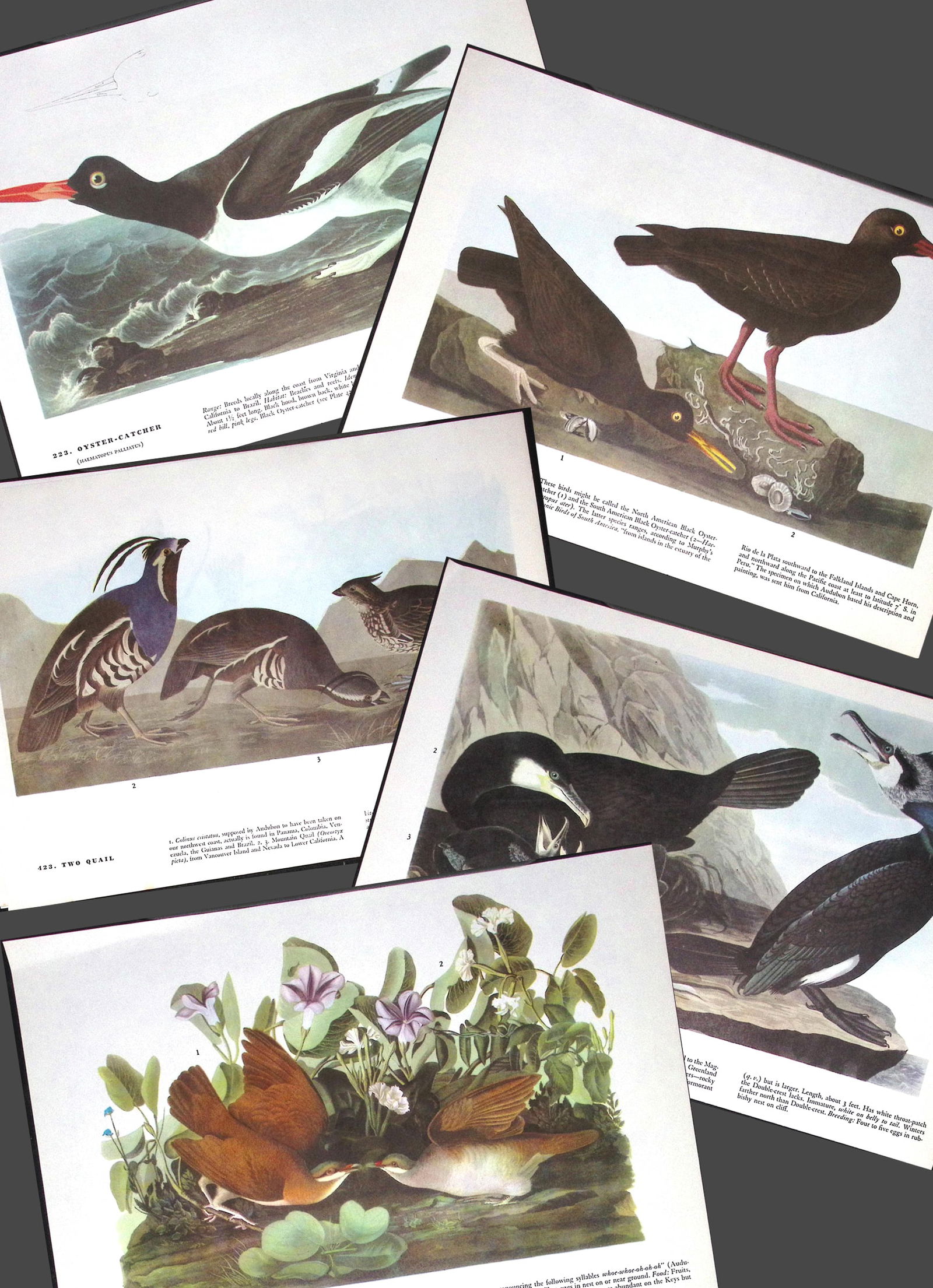 Job-Lot John James Audubon Birds of America 72-Year-Old Coloured Book Plates-32: Title: Job-Lot John James Audubon Birds of America 72-Year-Old Coloured Book Plates-32 Description: This Collection of 5 Double-Sided Vintage Prints Has Been Removed from an&nb