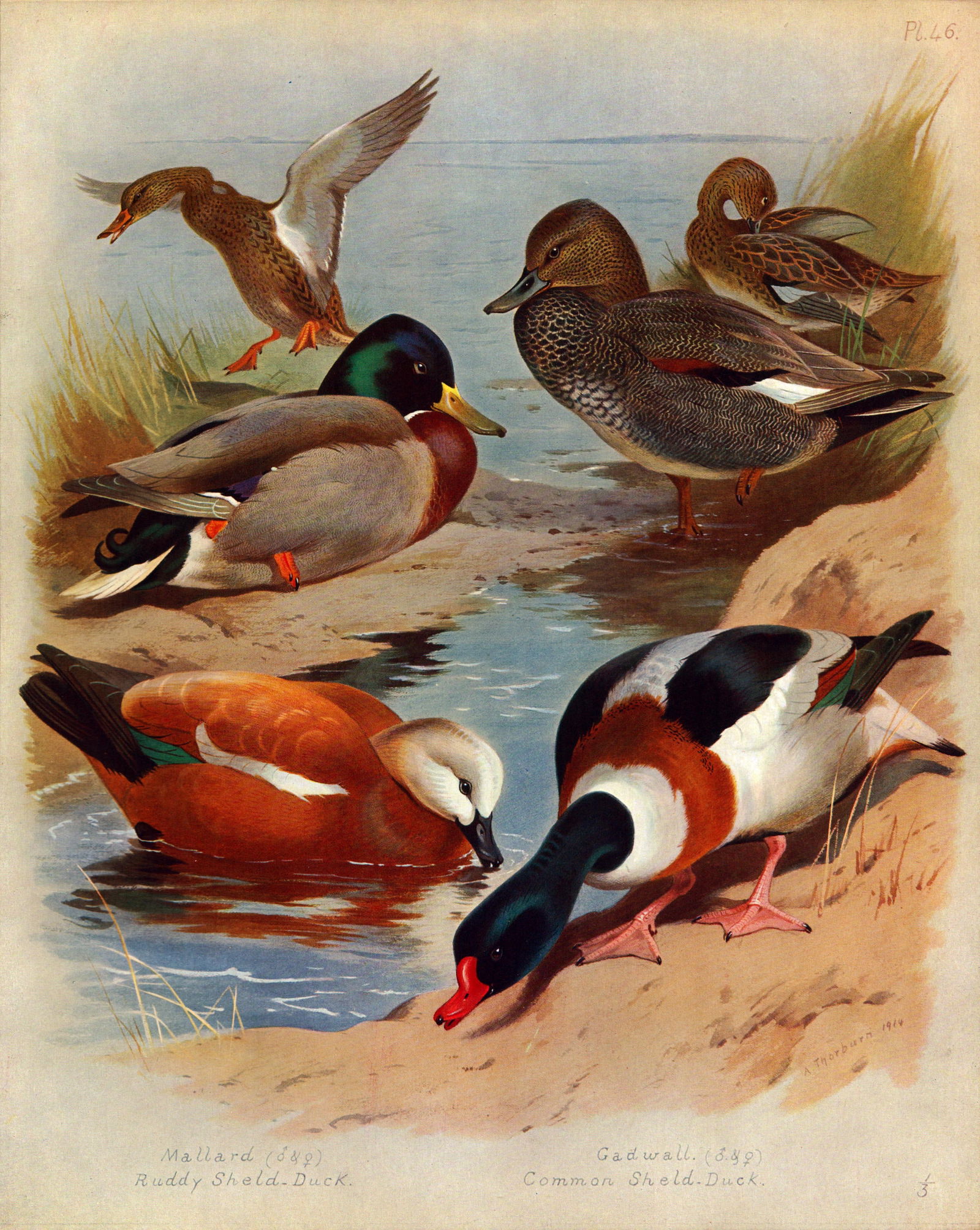 Antique Scarce Large Coloured Bird Illustration The Duck Family-46. (1 of 1)