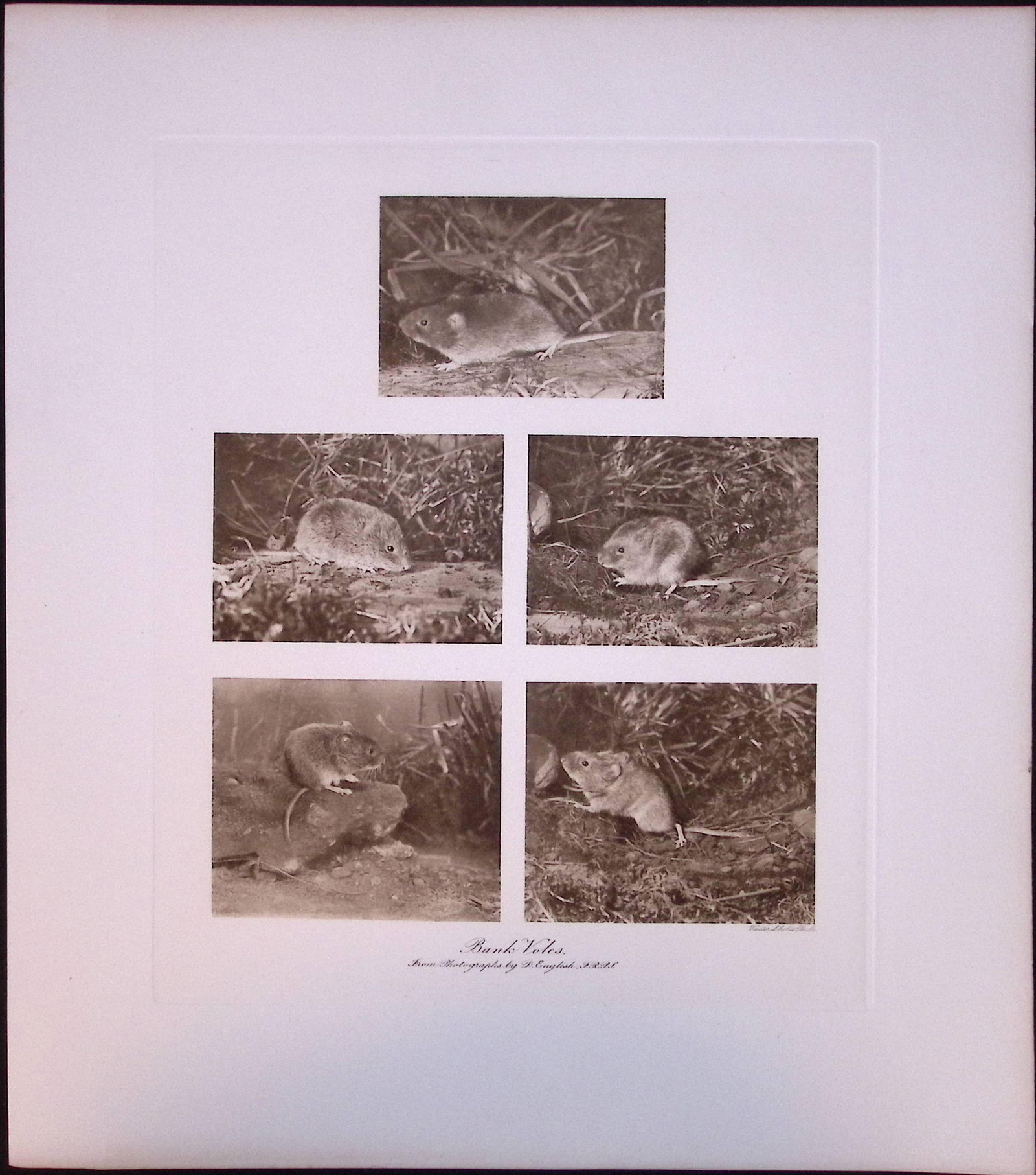 Bank Voles At Work Rare Limited-Edition J.G. Millais Antique Print. (1 of 3)