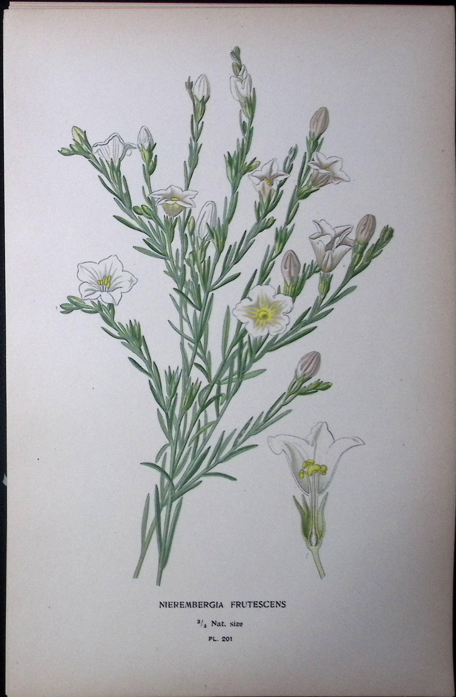 Broom Cup Flower Edward Step Rare Antique Botanical Book Plate-201 (1 of 1)