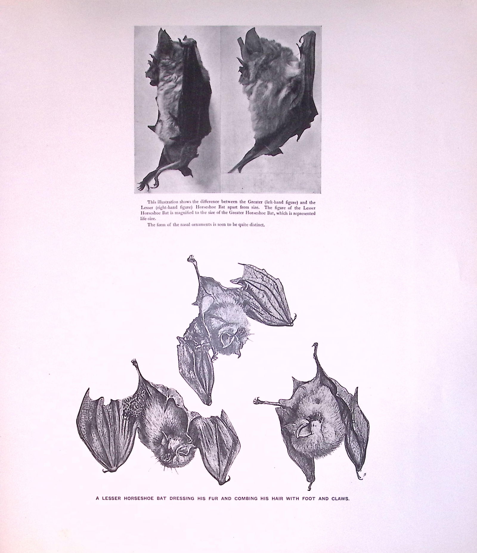 Lesser Horseshoe Bat Dressing His Fur Rare Limited-Edition J.G. Millais Antique Print. (1 of 3)