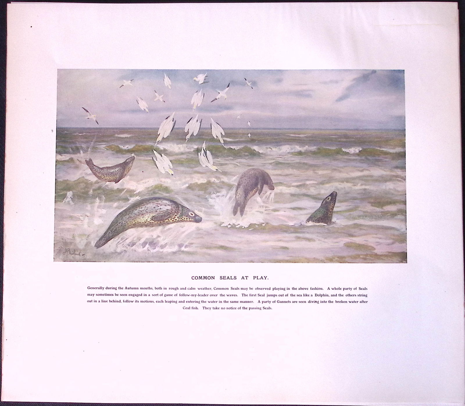 Common Seals at Play Rare Limited-Edition Coloured Antique Print. (1 of 3)
