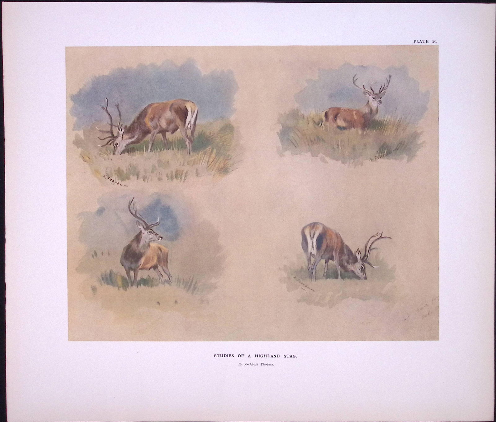 Highland Stag Studies Rare Limited-Edition Antique JG Millais Print-23. (1 of 3)
