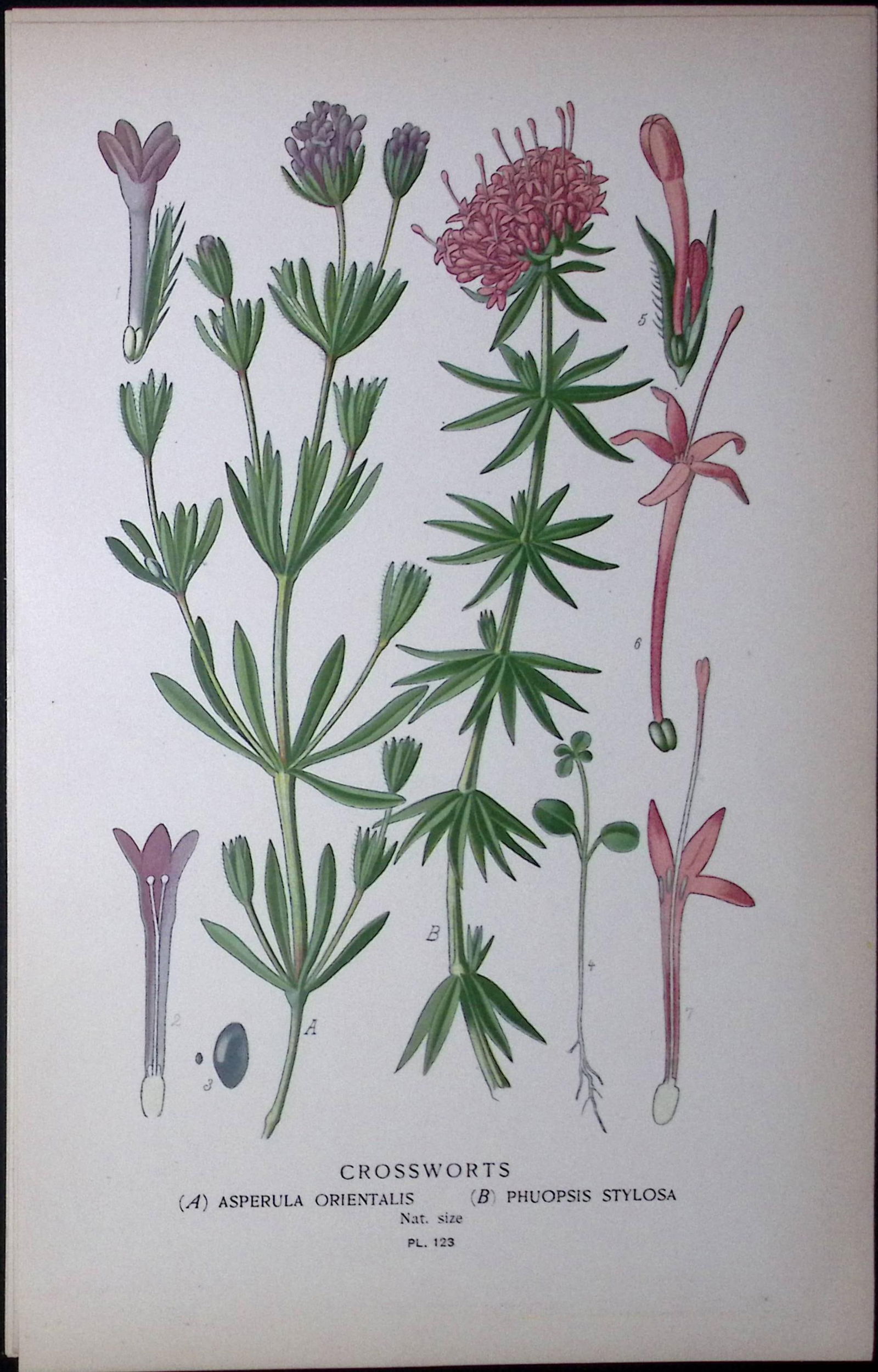 Crossworts Edward Step Rare Antique Botanical Book Plate-123 (1 of 1)