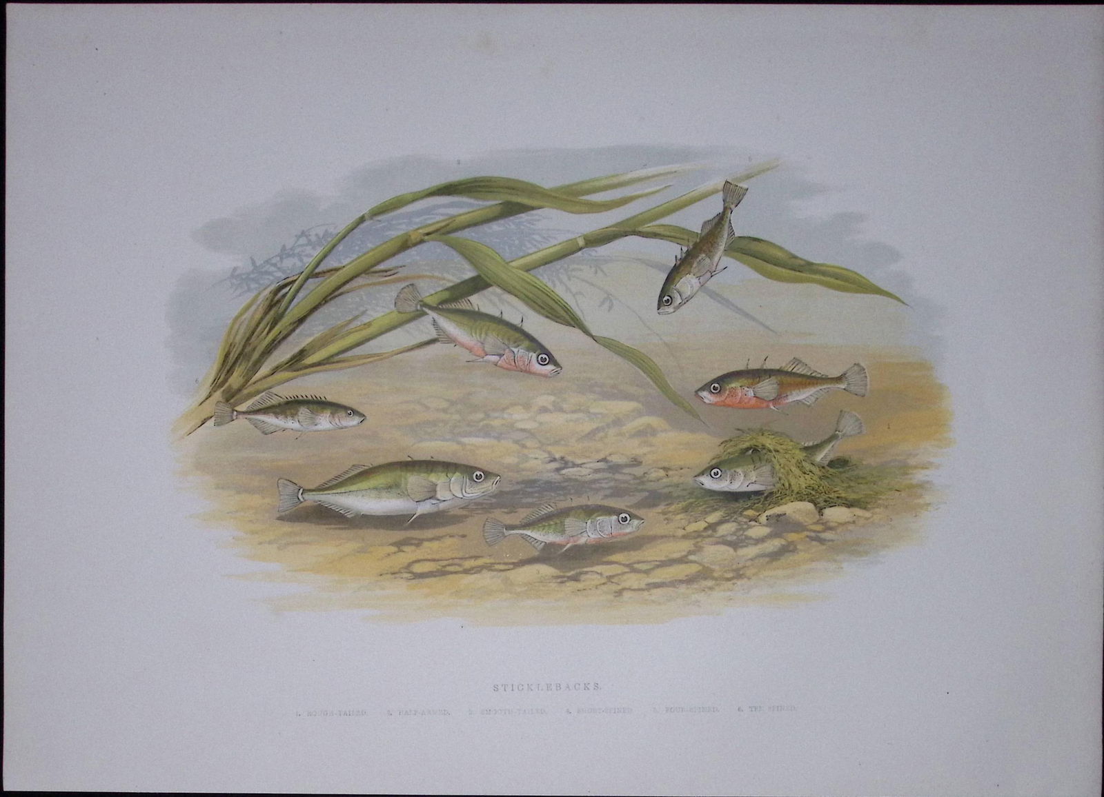 Stickleback Family Rev Houghton British Freshwater Fish 1879 Scarce Engraving-39 (1 of 3)