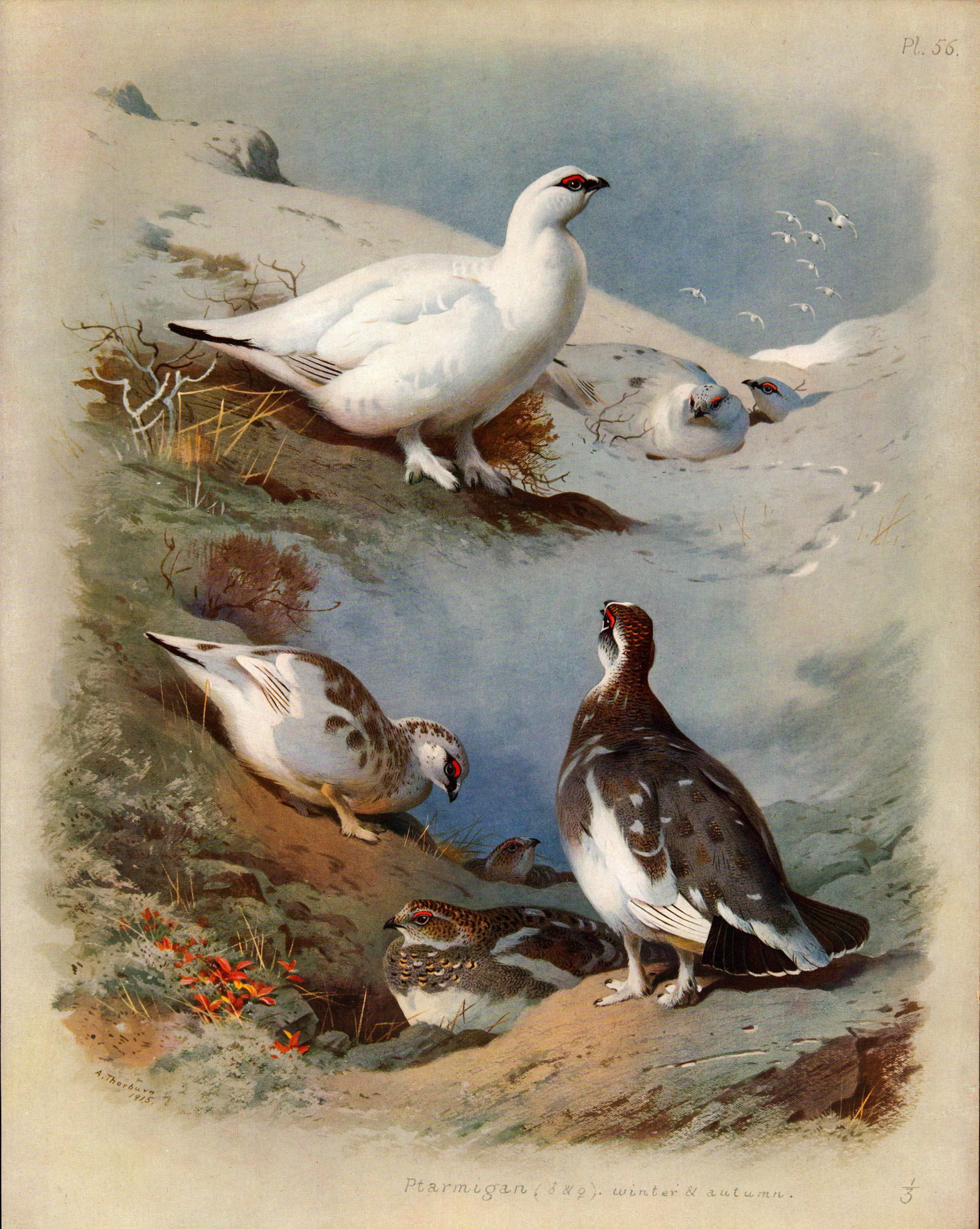 Antique Scarce Large Coloured Bird Illustration Winter & Autumn Ptarmigan -56. (1 of 2)
