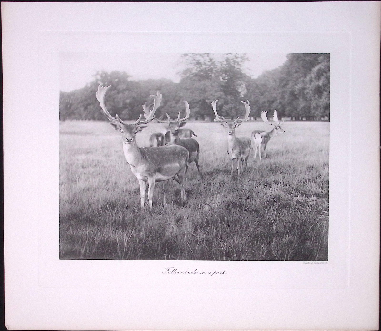 Fallow Bucks Posing In The Park Rare Limited-Edition JG Millais Antique Print. (1 of 3)