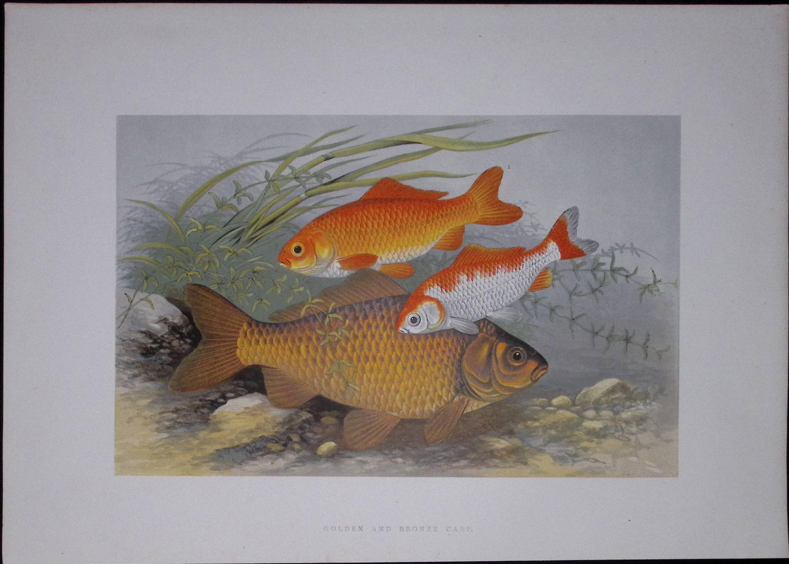 Golden & Bronze Carp Rev Houghton British Freshwater Fish 1879 Scarce Engraving-36 (1 of 3)