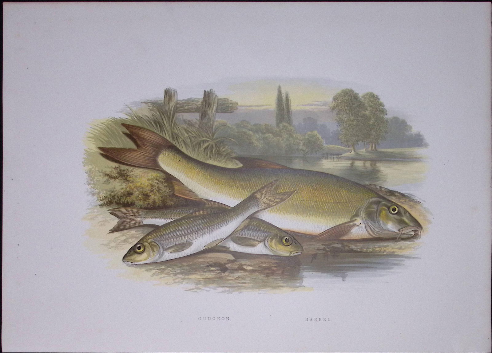 Gudgeon & Barbel Rev Houghton British Freshwater Fish 1879 Scarce Engraving-35 (1 of 3)