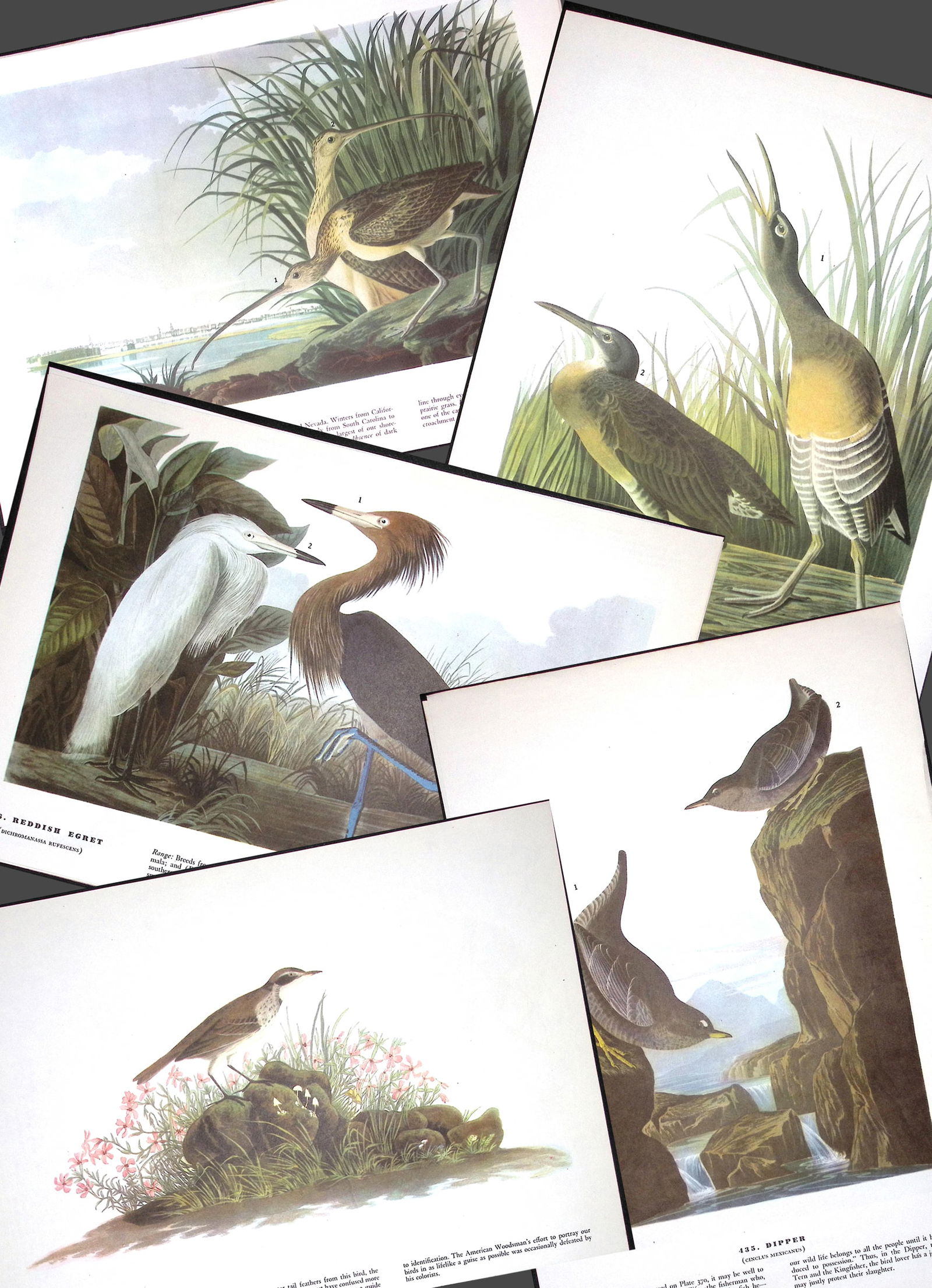 Job-Lot John James Audubon Birds of America 72-Year-Old Coloured Book Plates-16 (1 of 6)