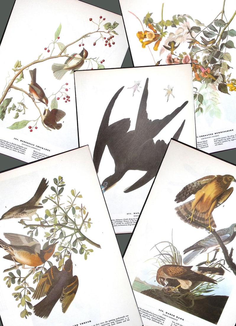 Job-Lot John James Audubon Birds of America 72-Year-Old Coloured Book Plates-9 (1 of 6)