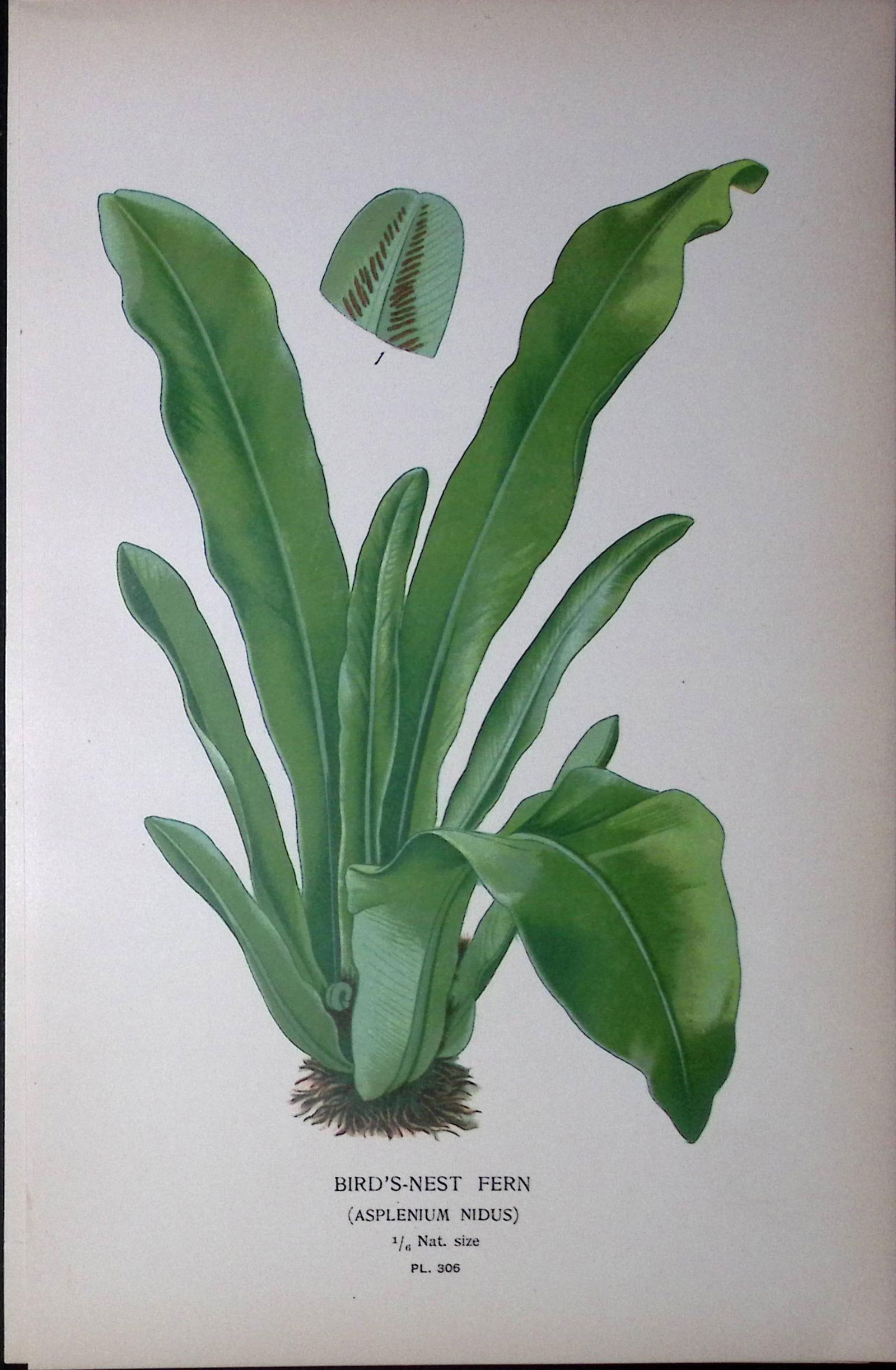 Bird’s Nest Fern Edward Step Rare Antique Botanical Book Plate-306: Title: Bird’s Nest Fern Edward Step Rare Antique Botanical Book Plate-306 Description: This Rare Beautiful Chromolithograph Was Removed from a Circa 1897 Antique Edition of.