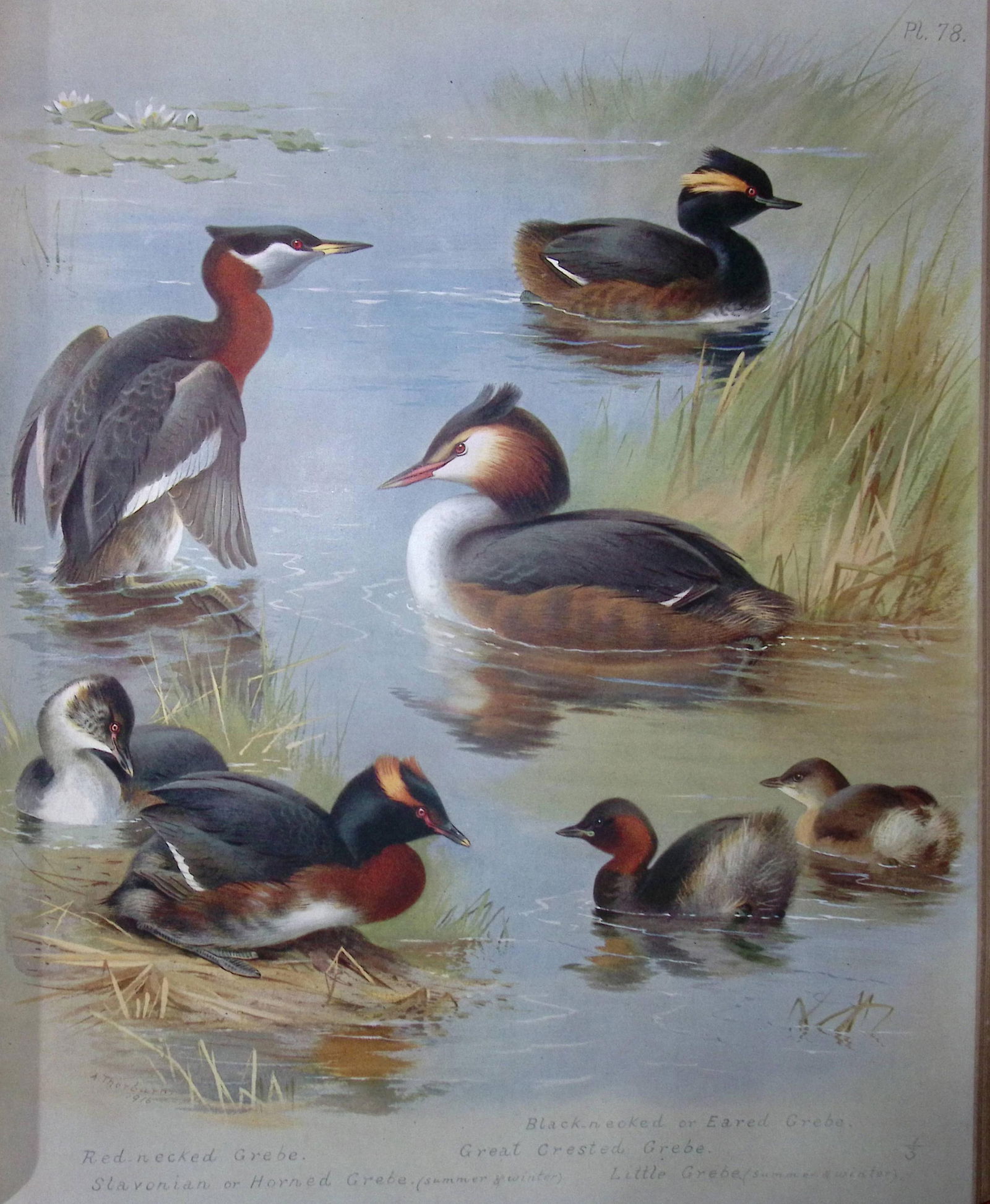Archibald Thorburn Antique Scarce Bird Chromolithograph The Grebe Family-78 (1 of 2)