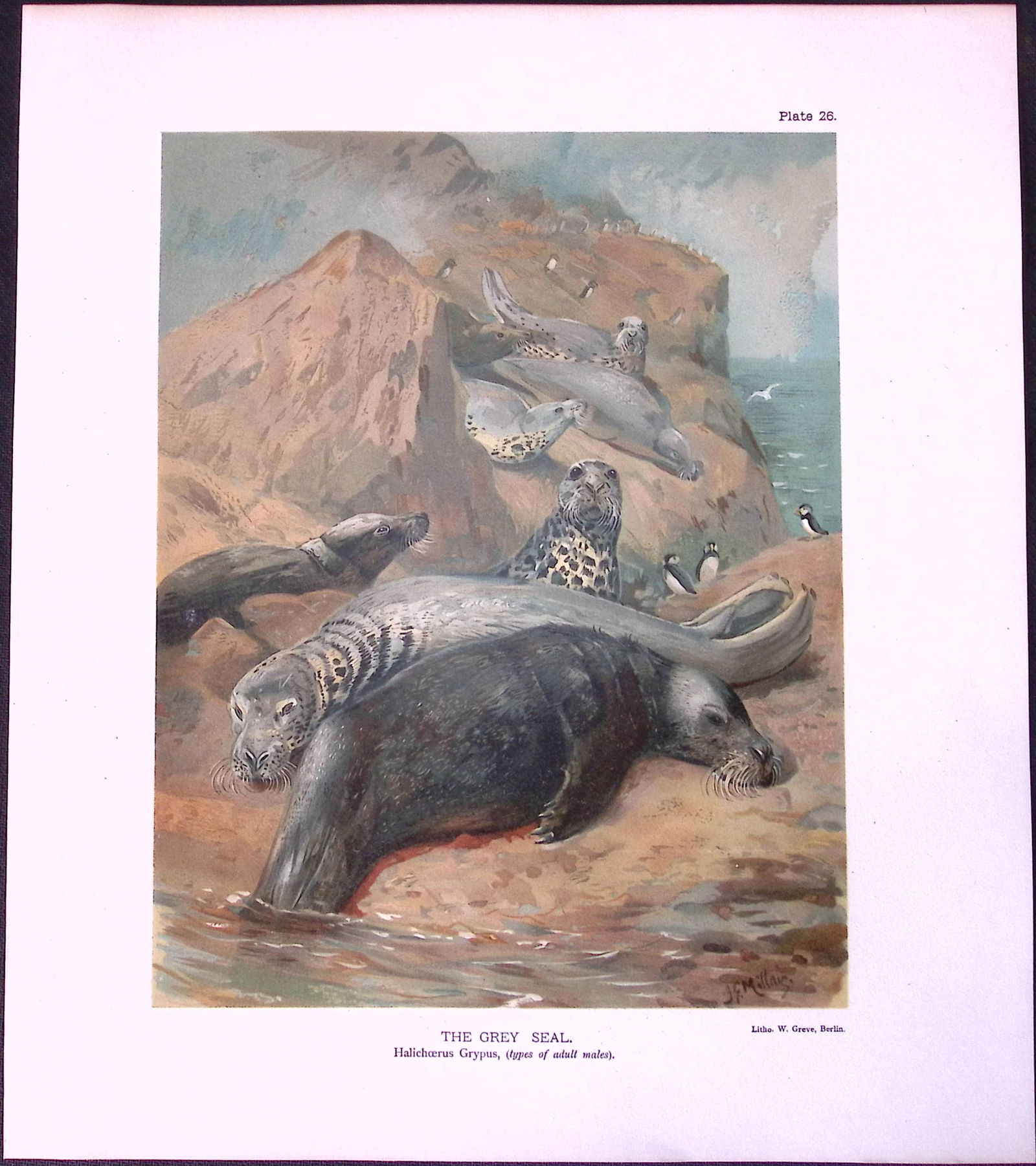 The Grey Seal Male Rare Limited-Edition Coloured Antique Print-47. (1 of 3)
