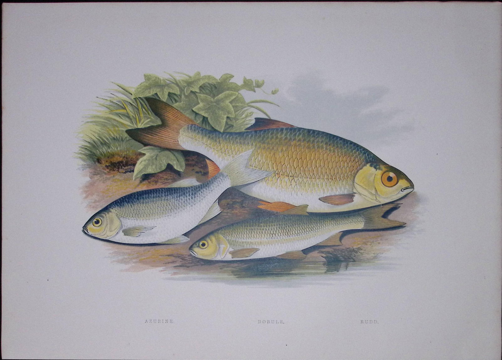 Azurine, Dobule, Rudd Rev Houghton British Freshwater Fish 1879 Scarce Engraving-31 (1 of 3)