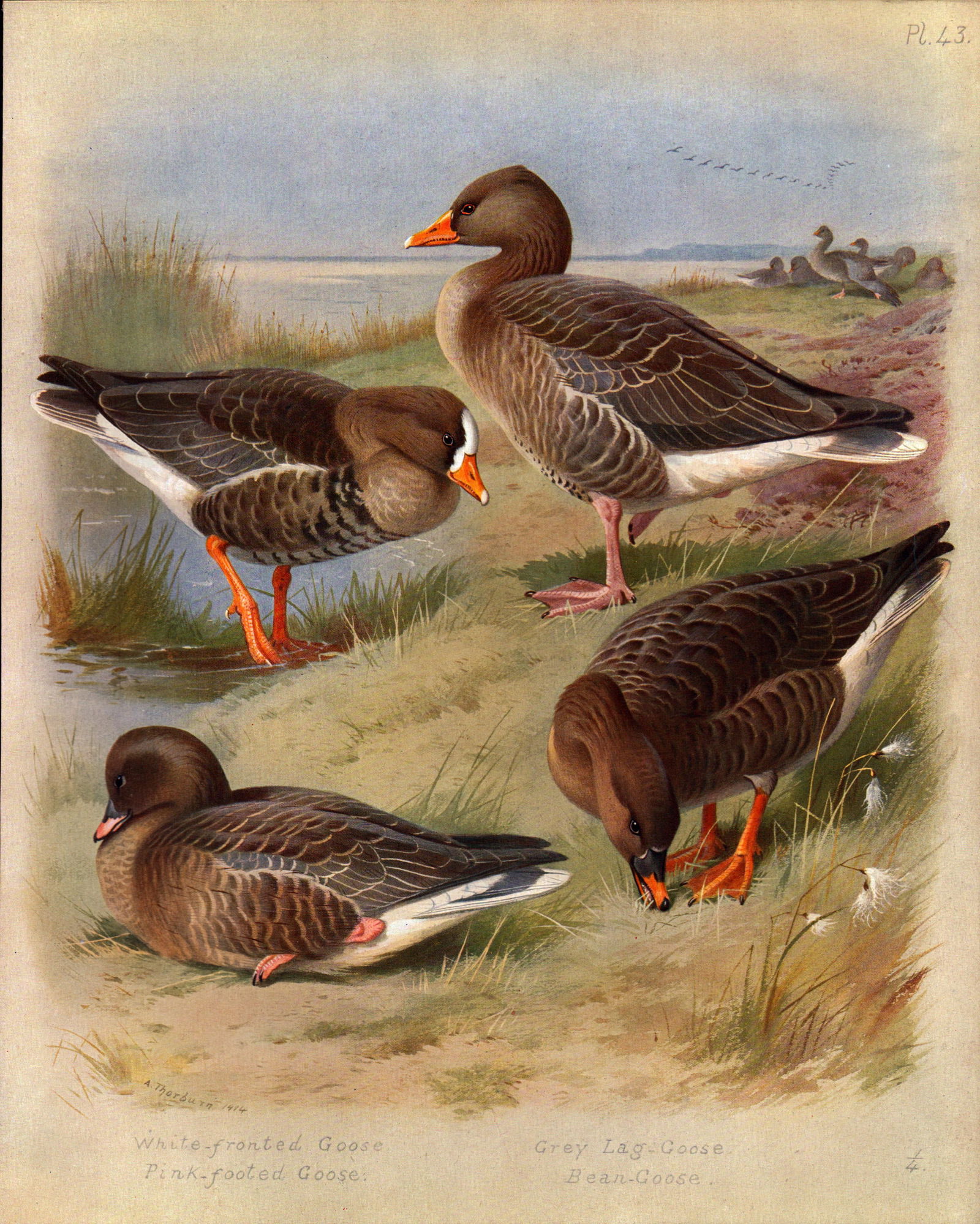 Antique Scarce Large Coloured Bird Illustration The Goose Family-43. (1 of 1)