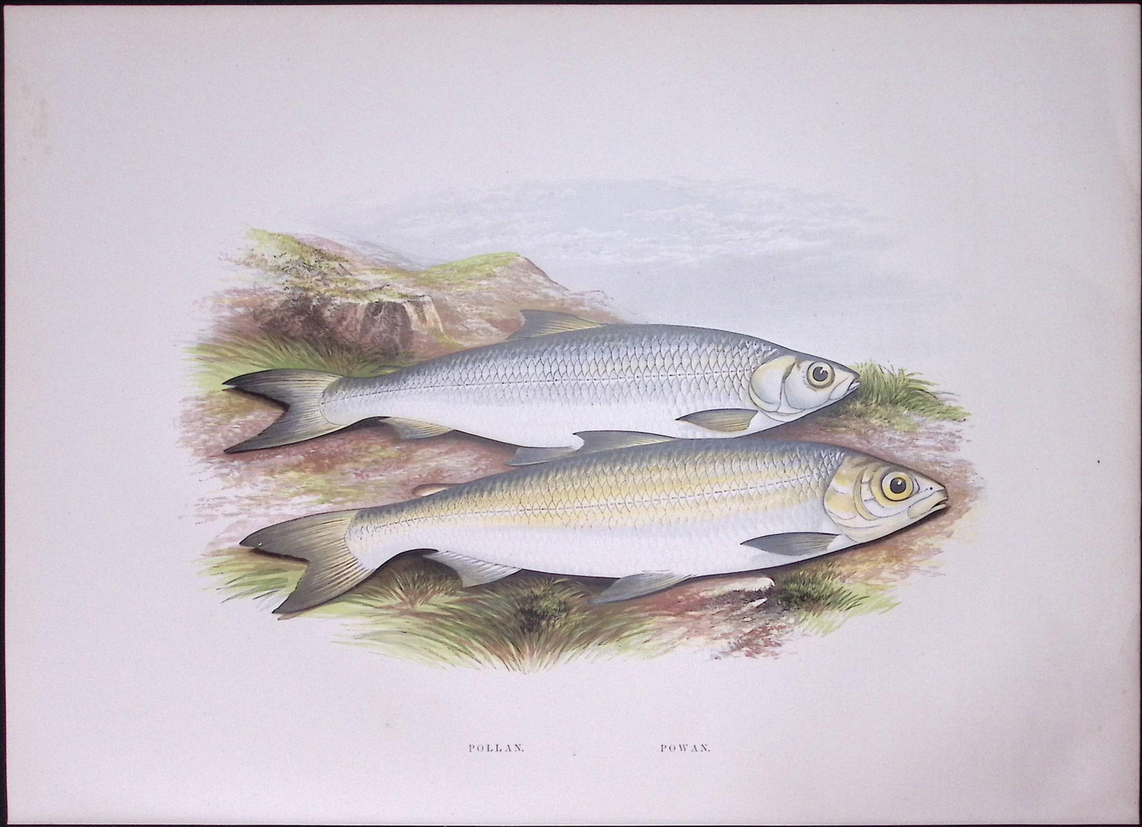 Pollan & Powan Rev Houghton British Freshwater Fish 1879 Scarce Engraving-6 (1 of 3)