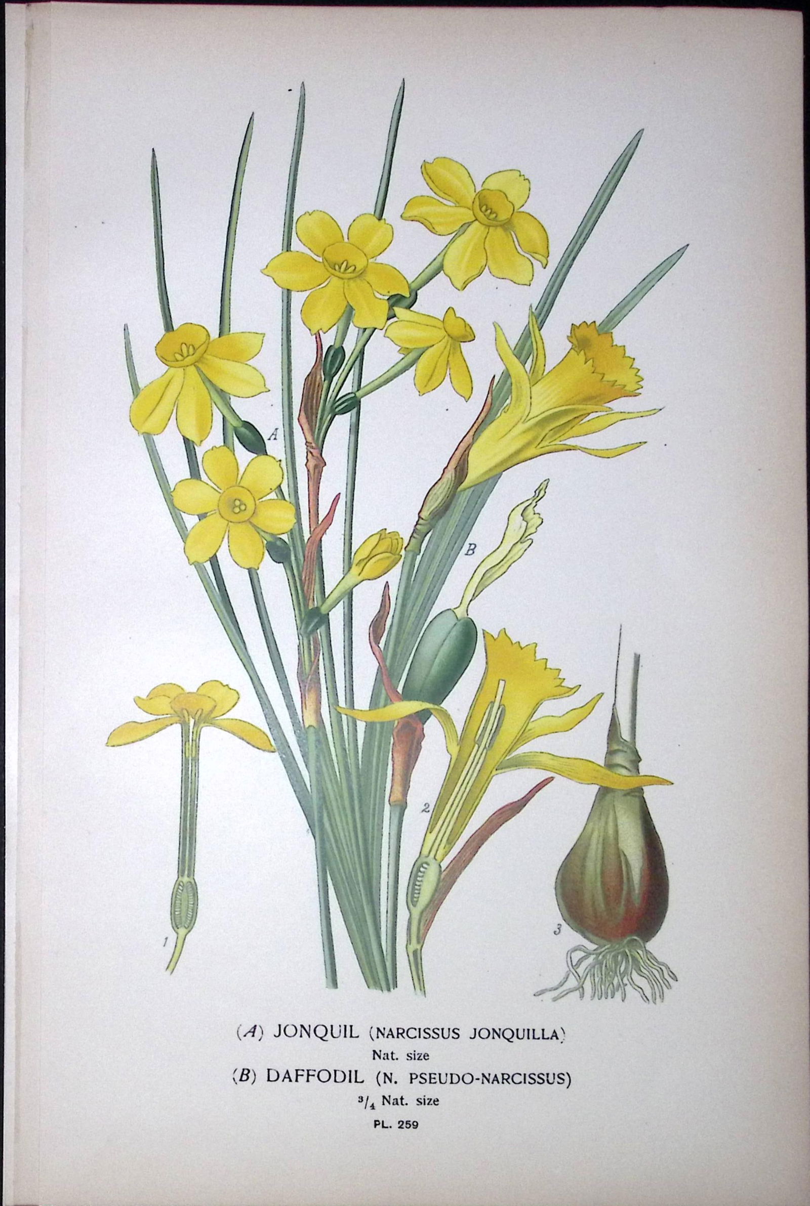 Jonquil Daffodil Edward Step Rare Antique Botanical Book Plate-259 (1 of 1)
