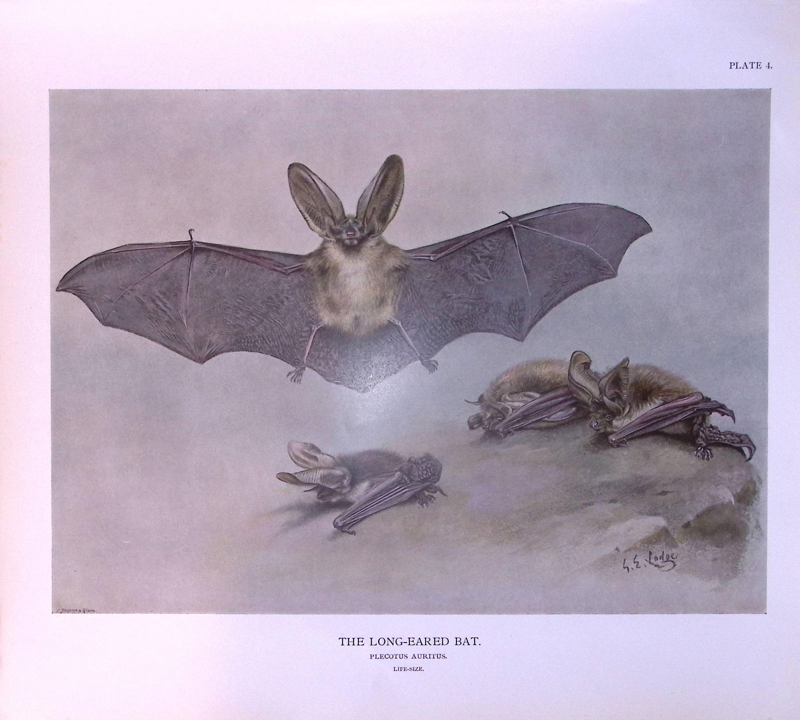 The Long-Eared Bat Rare Limited-Edition Coloured Antique Print-63a. (1 of 3)