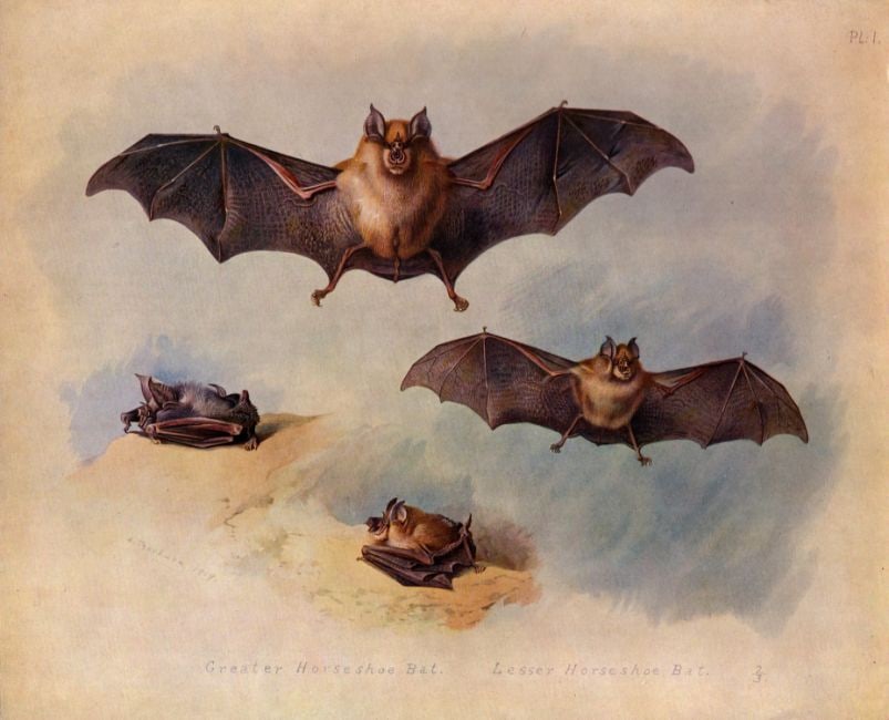 Archibald Thorburn Antique Greater Horseshoe Bat Scarce Lithograph-1 (1 of 2)