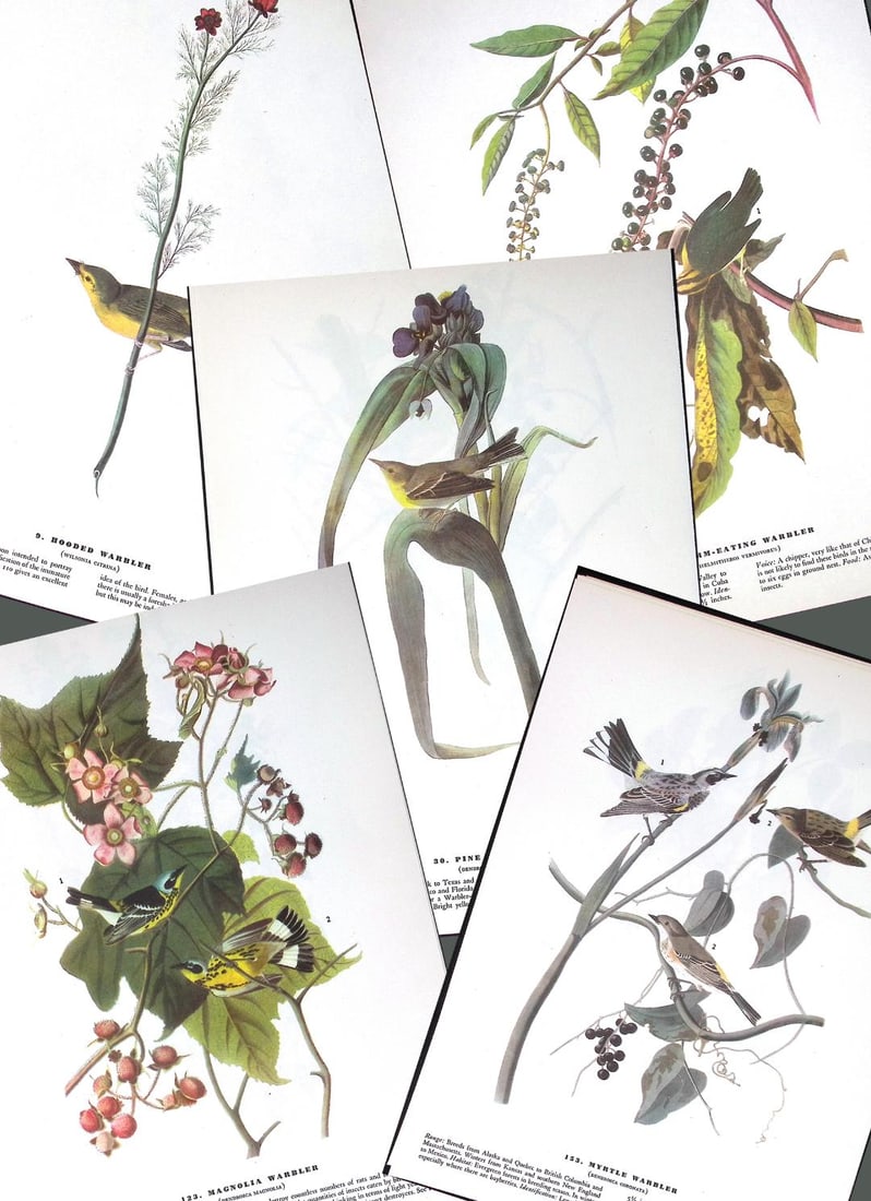 Job-Lot John James Audubon Birds of America 72-Year-Old Coloured Book Plates-4 (1 of 5)