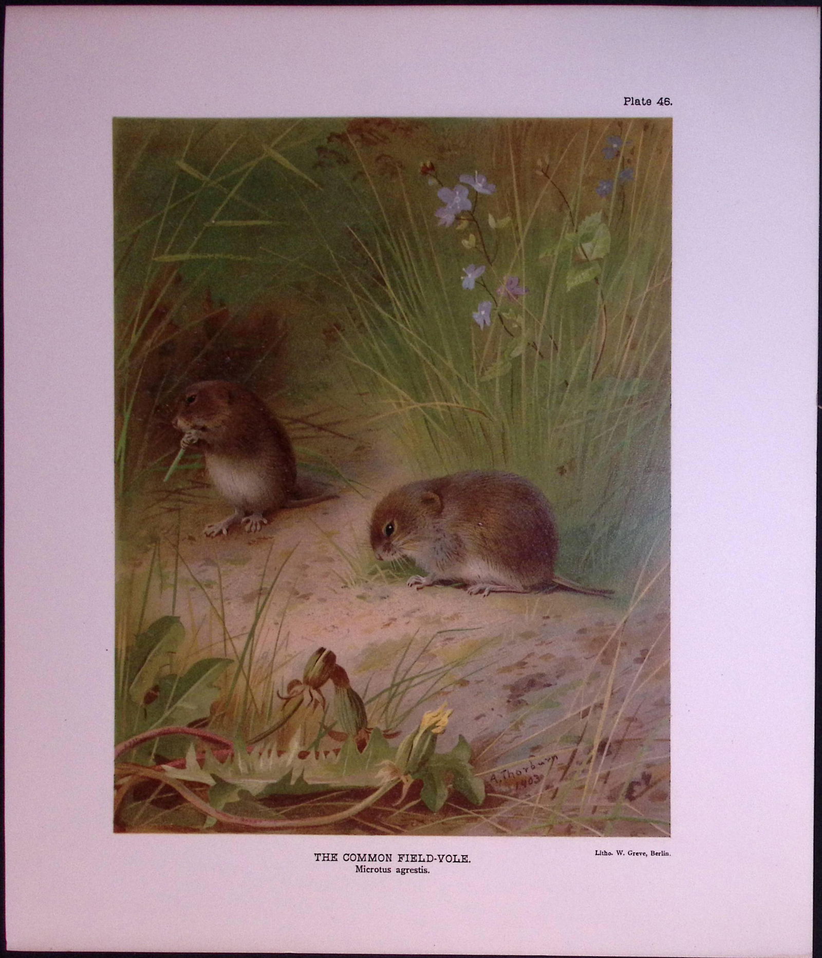 The Common Field-Vole Rare Limited-Edition Coloured Antique Print-76. (1 of 3)