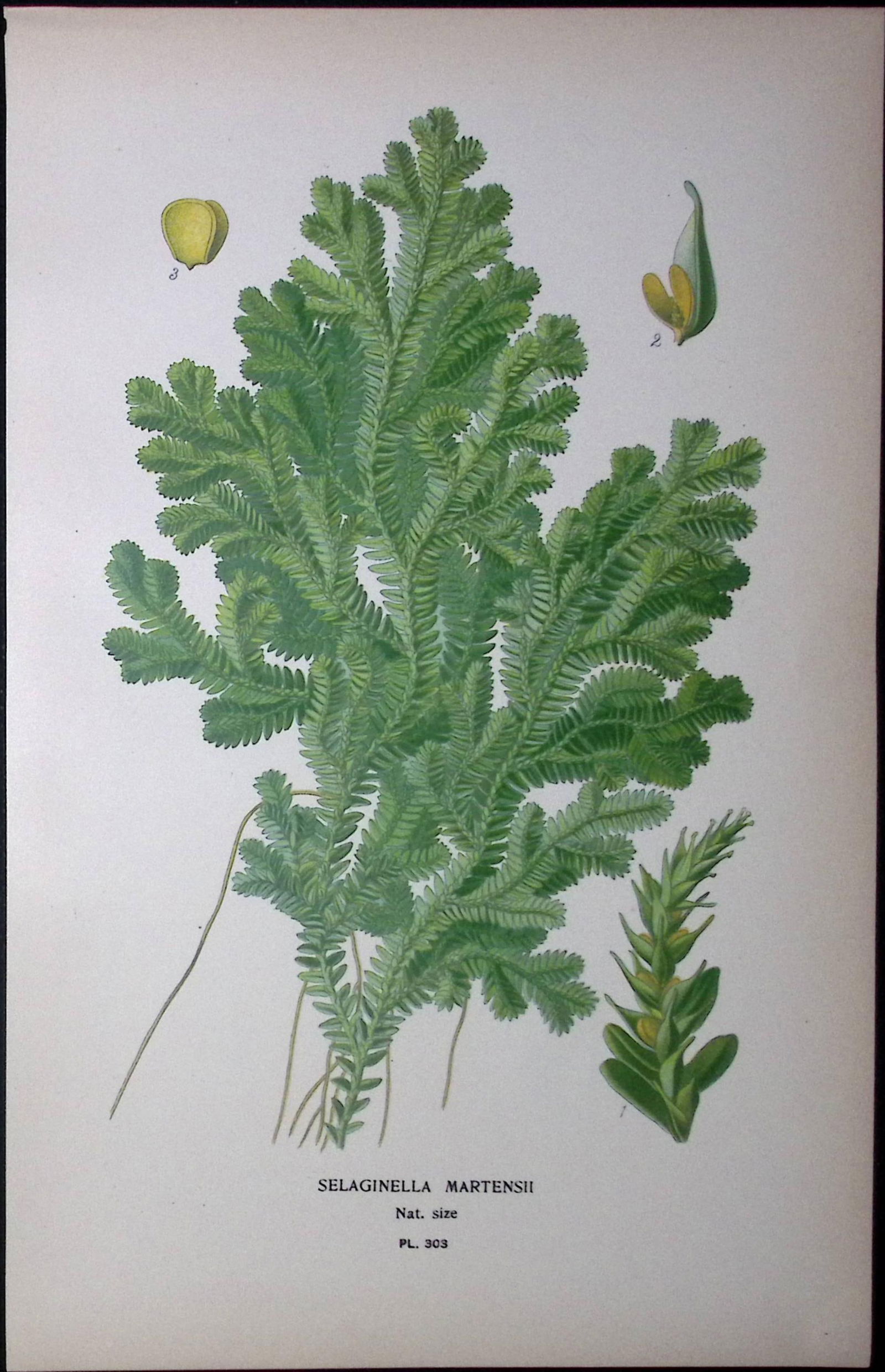 Marten’s Spikemoss Fern Edward Step Rare Antique Botanical Book Plate-303 (1 of 1)