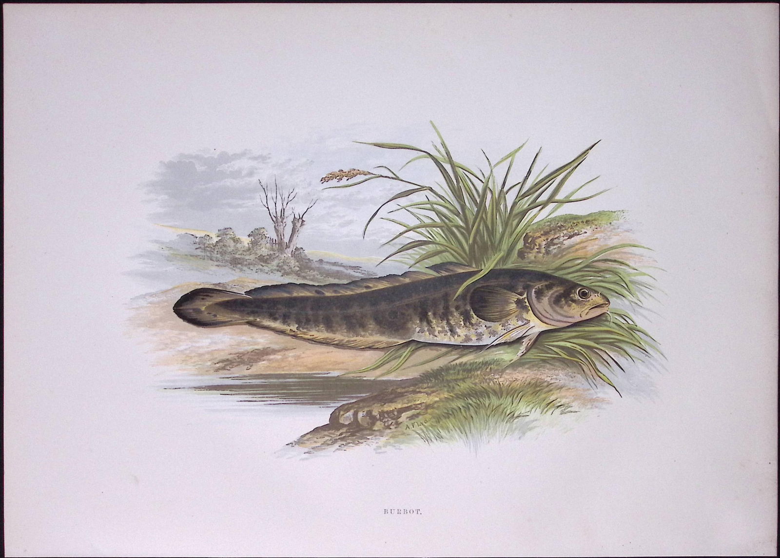 The Burbot Rev Houghton British Freshwater Fish 1879 Scarce Wood Engraving-4 (1 of 3)