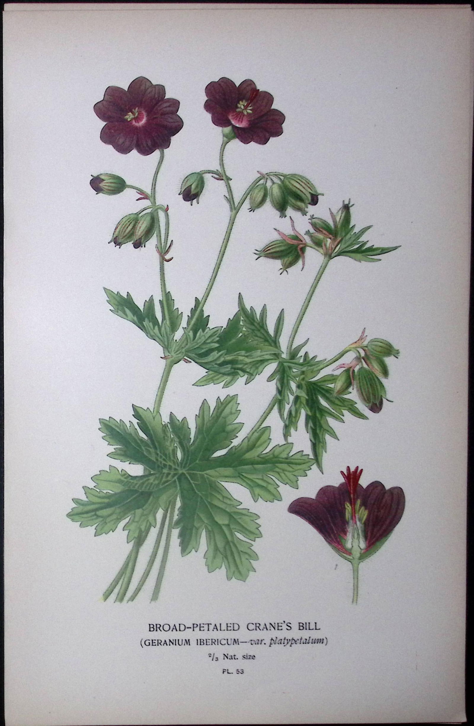 Broad Petaled Crane’s Bill Edward Step Rare Antique Botanical Book Plate-53 (1 of 1)