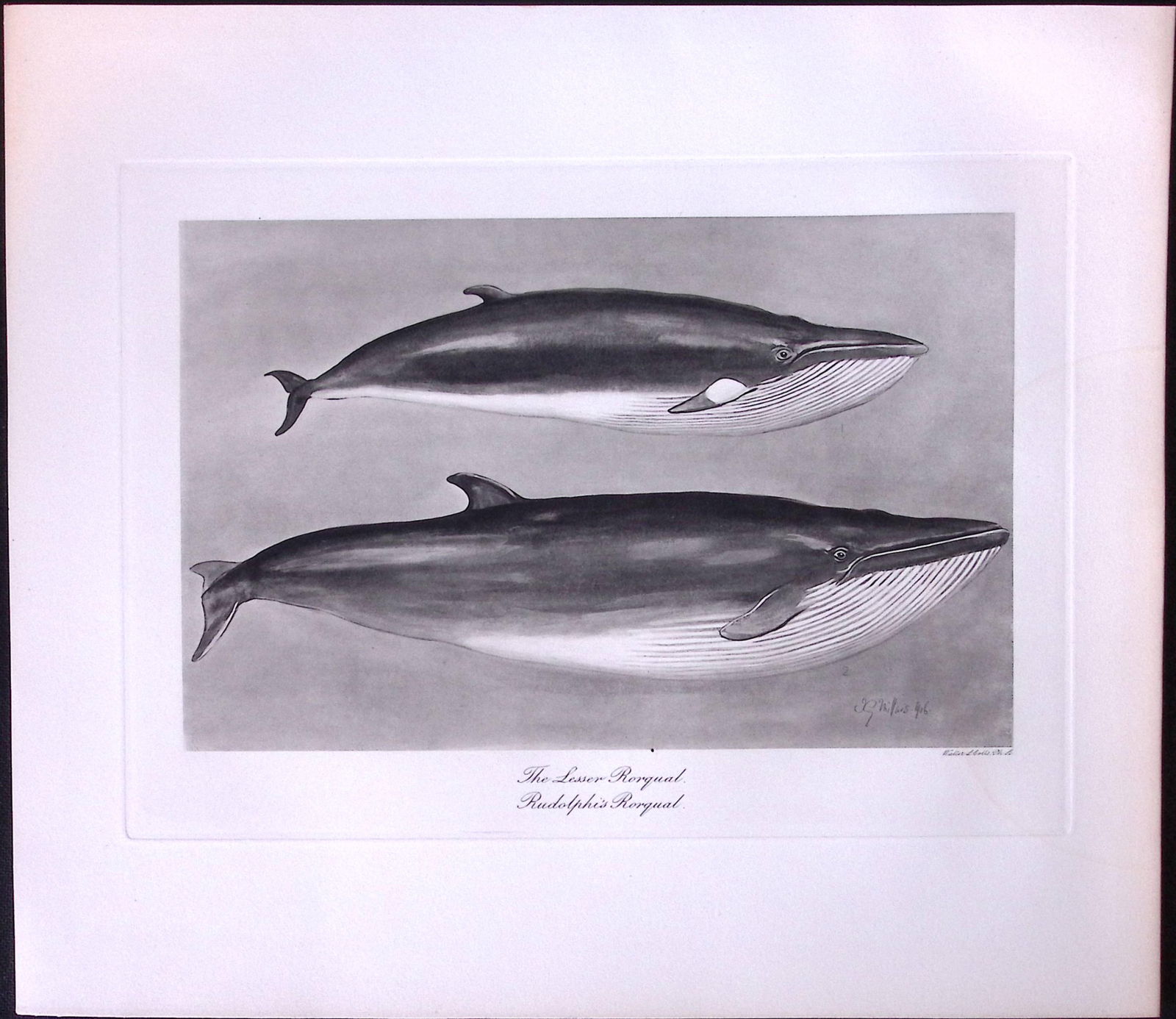 Lesser & Rudolphis Rorqual Whales Rare Limited-Edition Antique Print. (1 of 3)