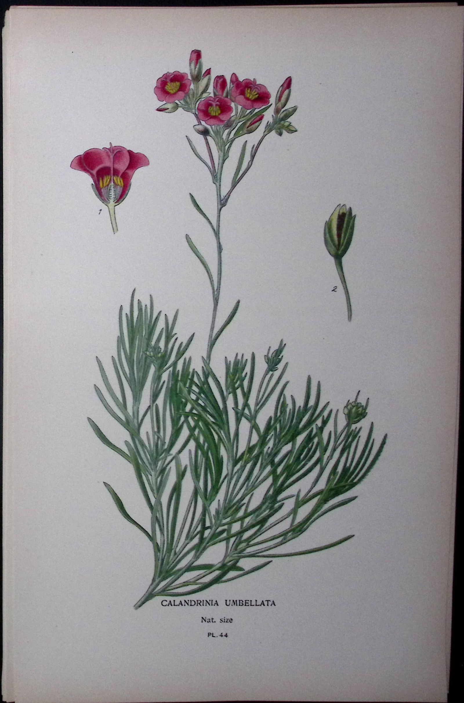 Rock Purslane Edward Step Rare Antique Botanical Book Plate-44 (1 of 1)