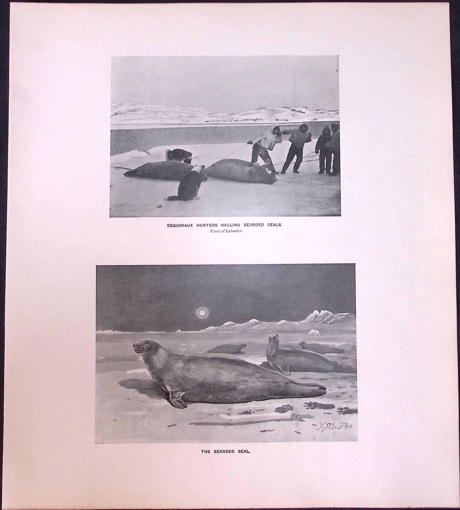 Esquimaux Hunters Bearded Seals Limited-Edition J.G. Millais Antique Print. (1 of 3)