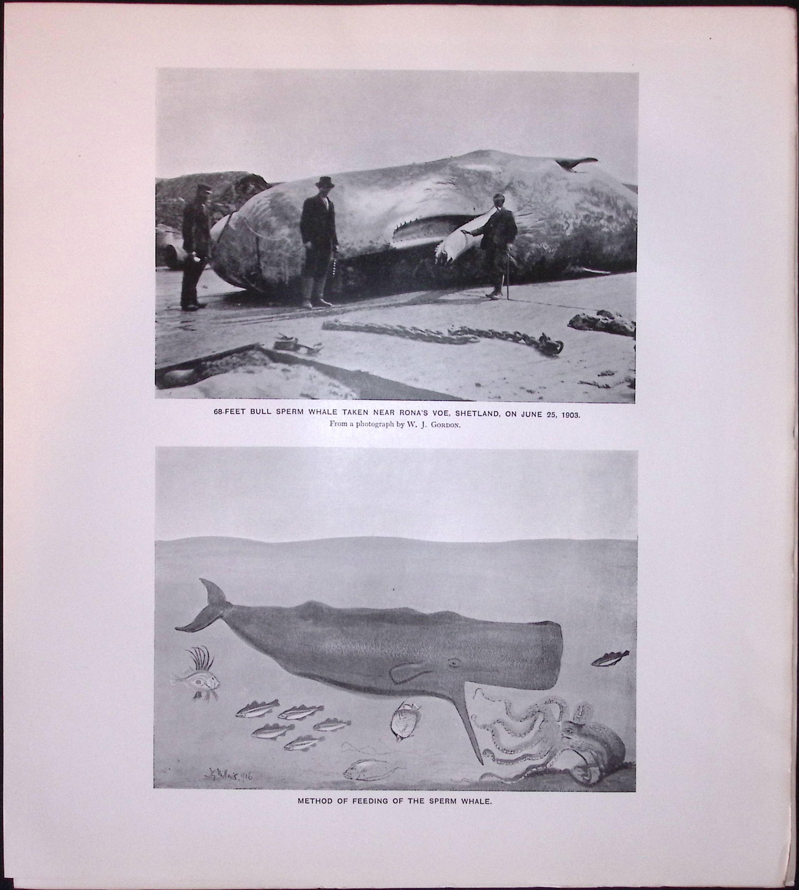 68 Foot Bull Sperm Whale In Shetland Rare Limited-Edition Antique Print. (1 of 3)