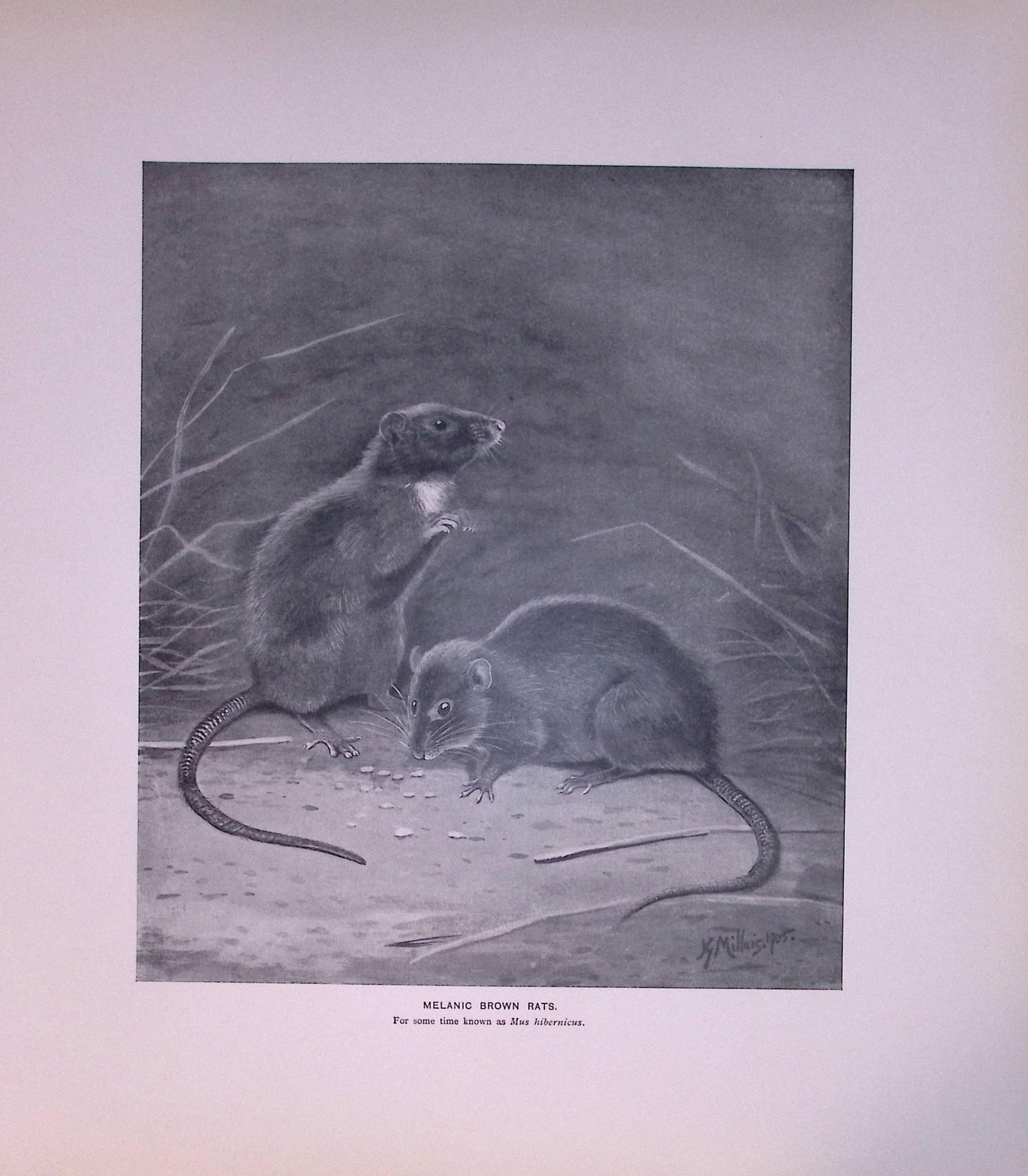 Melanic Brown Rats Limited-Edition J.G. Millais Antique Print. (1 of 3)