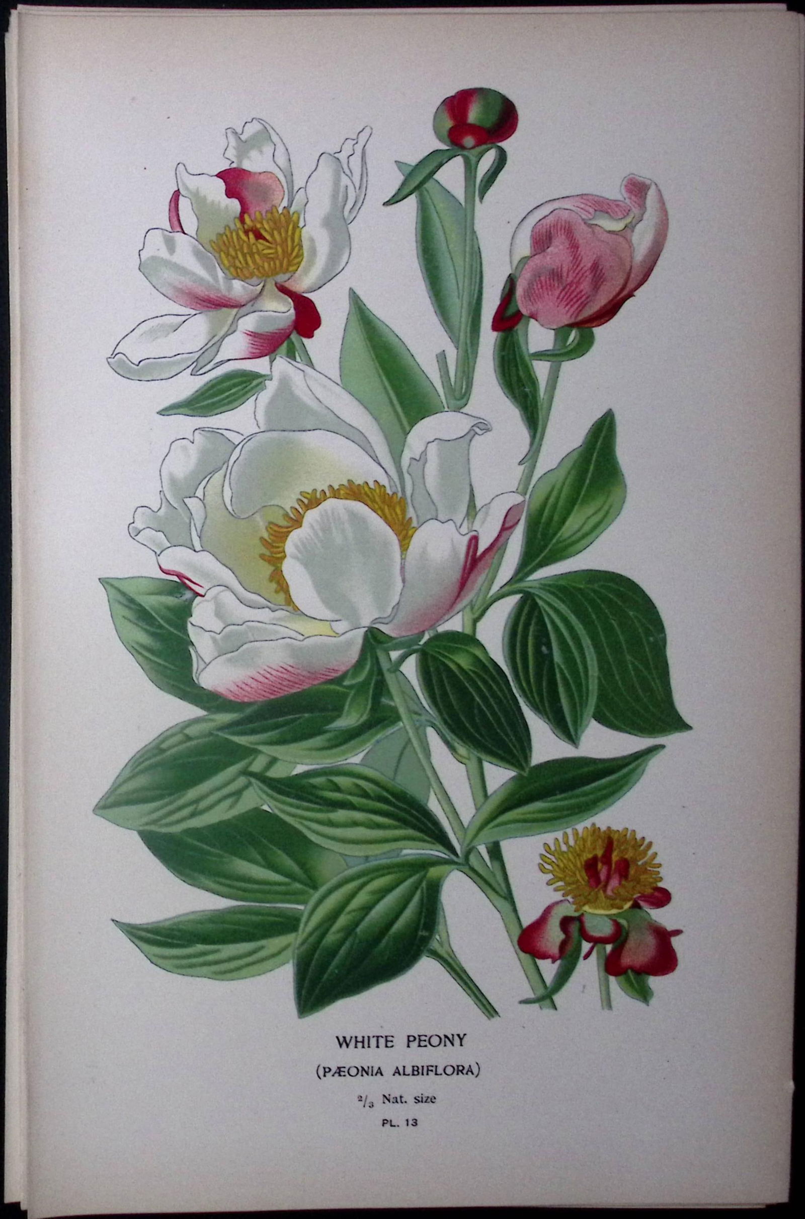 White Peony Edward Step Rare Antique Botanical Book Plate-13 (1 of 1)