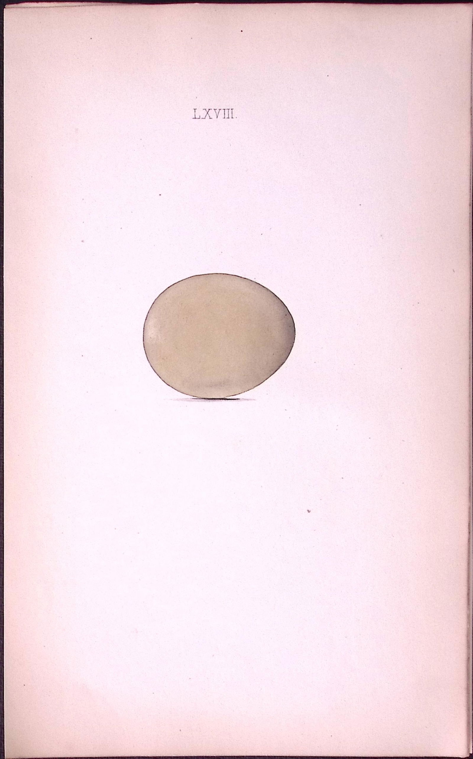 Pheasant -William Hewitson Antique Nests & Eggs of British Birds Print-49 (1 of 1)