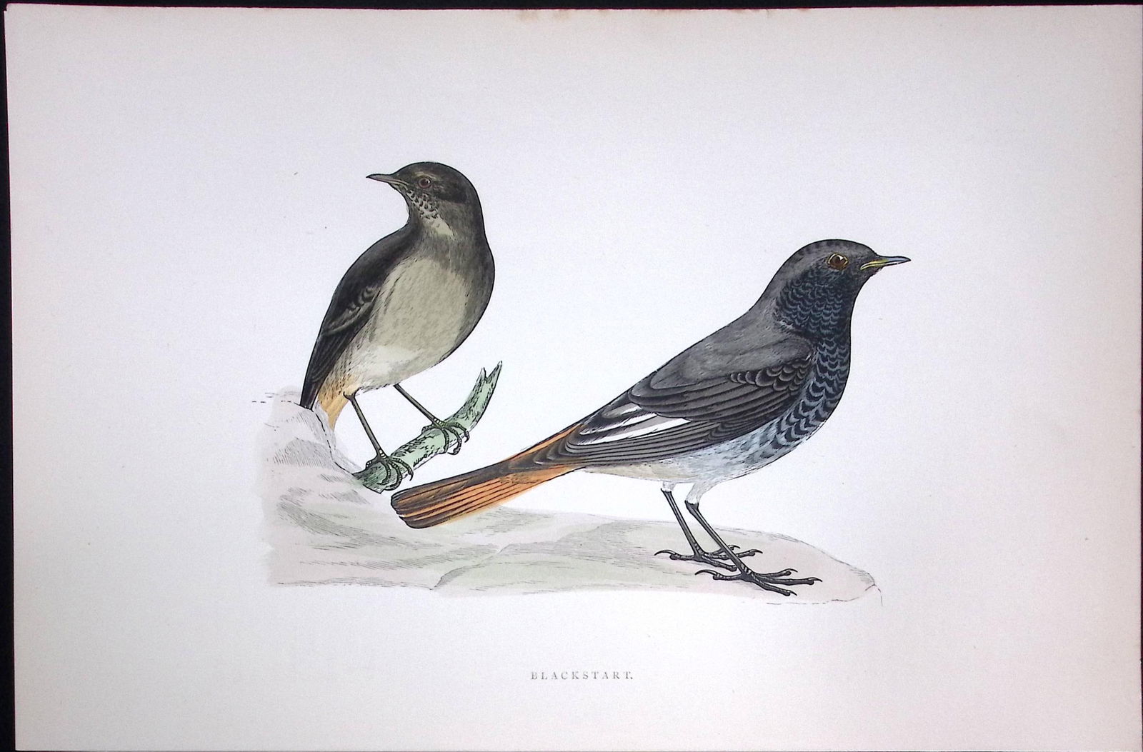 Blackstart Rev Morris Antique History of British Birds 130 Years-Old Engraving-101 (1 of 1)