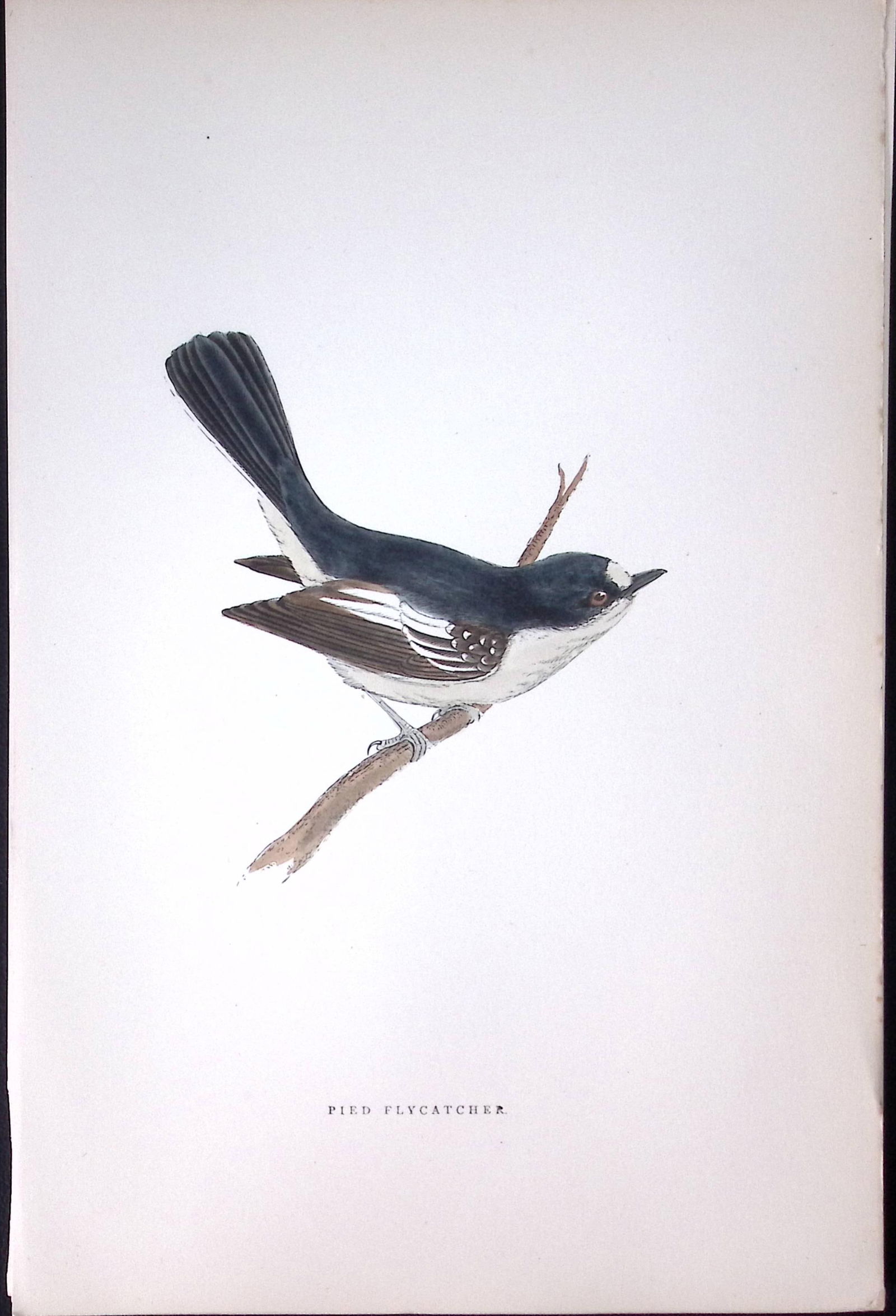Pied Flycatcher Rev Morris Antique History of British Birds 130 Years-Old Engraving-72 (1 of 1)