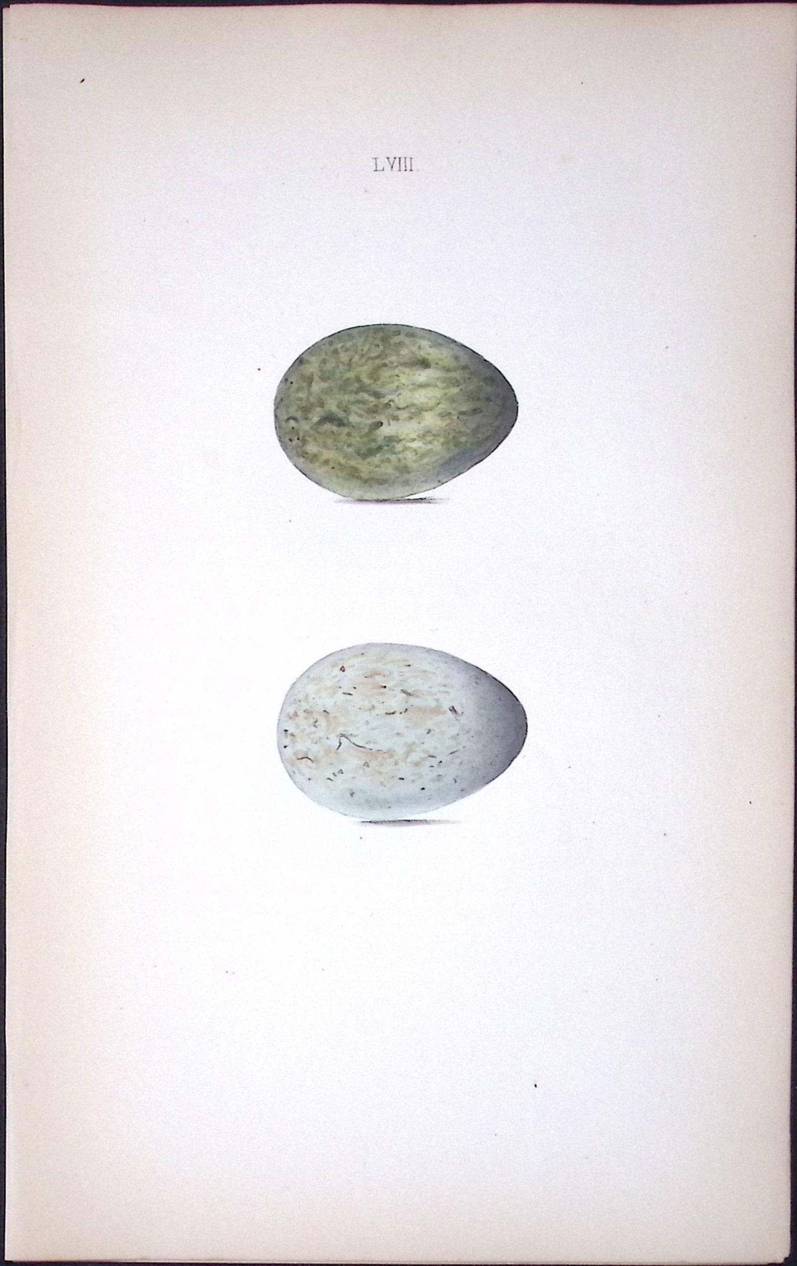 The Raven William Hewitson Antique Nests & Eggs of British Birds Print-55 (1 of 1)