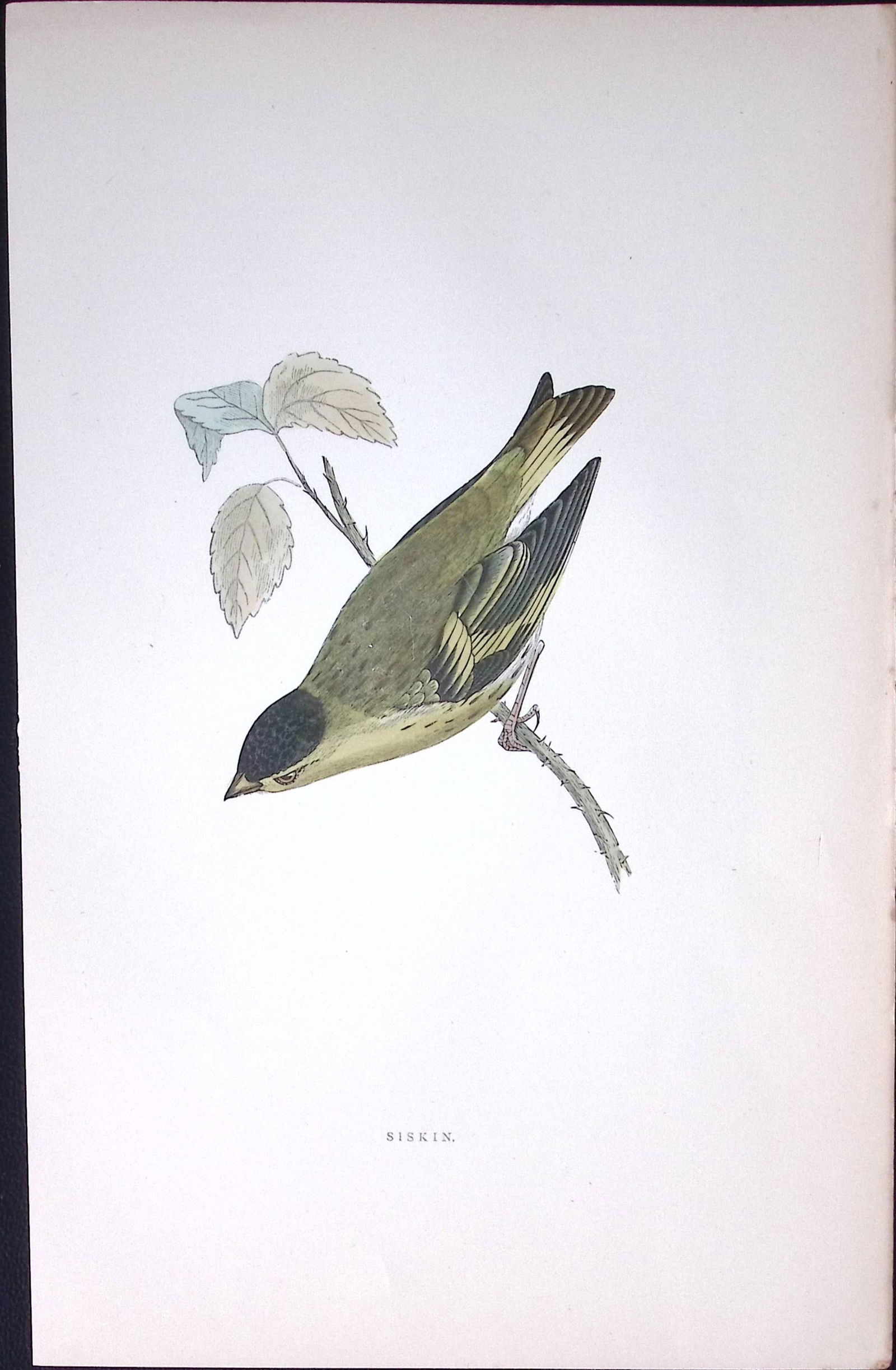 Siskin Rev Morris Antique History of British Birds 130 Years-Old Engraving-195 (1 of 1)