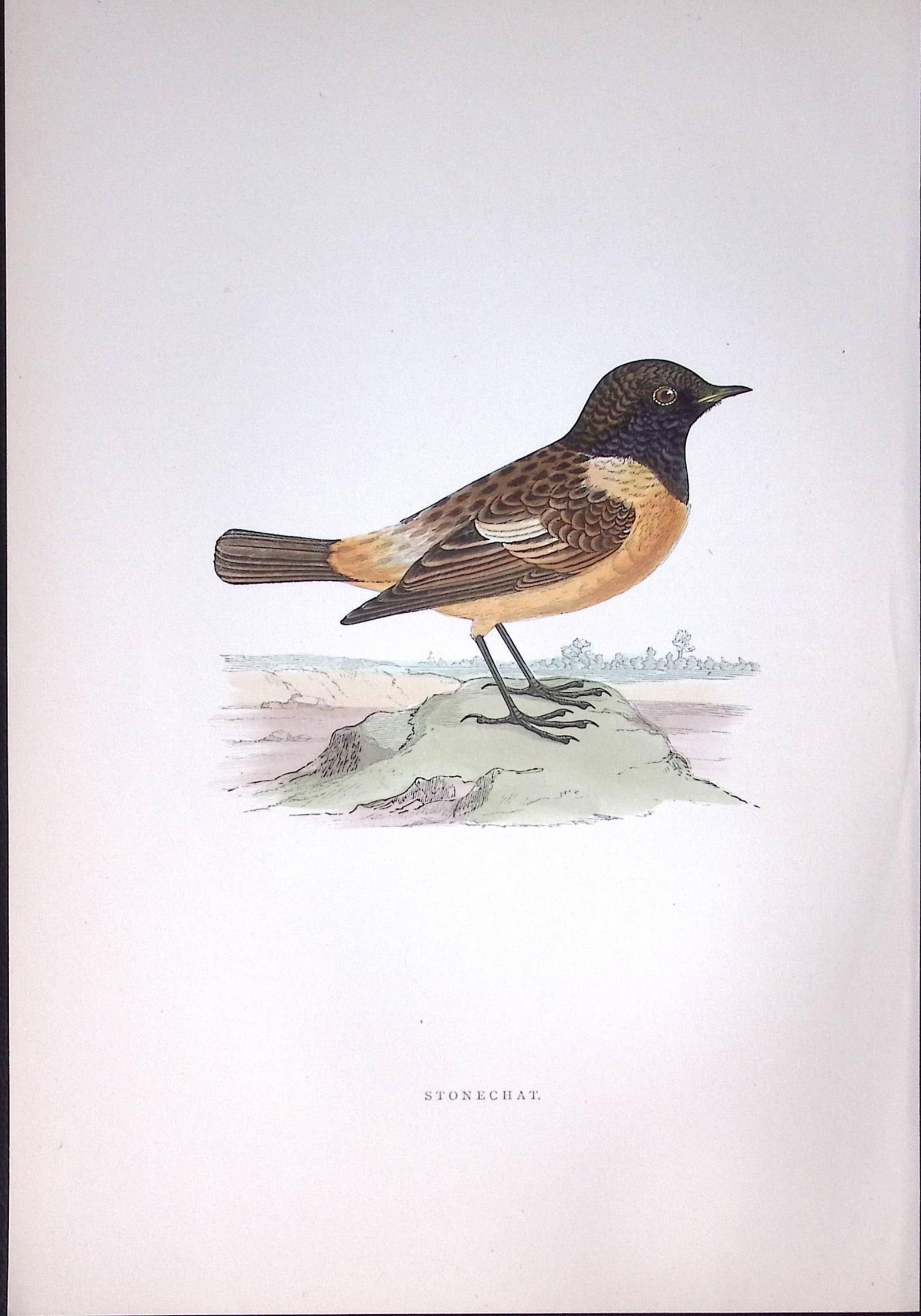 Stonechat Rev Morris Antique History of British Birds 130 Years-Old Engraving-102 (1 of 1)