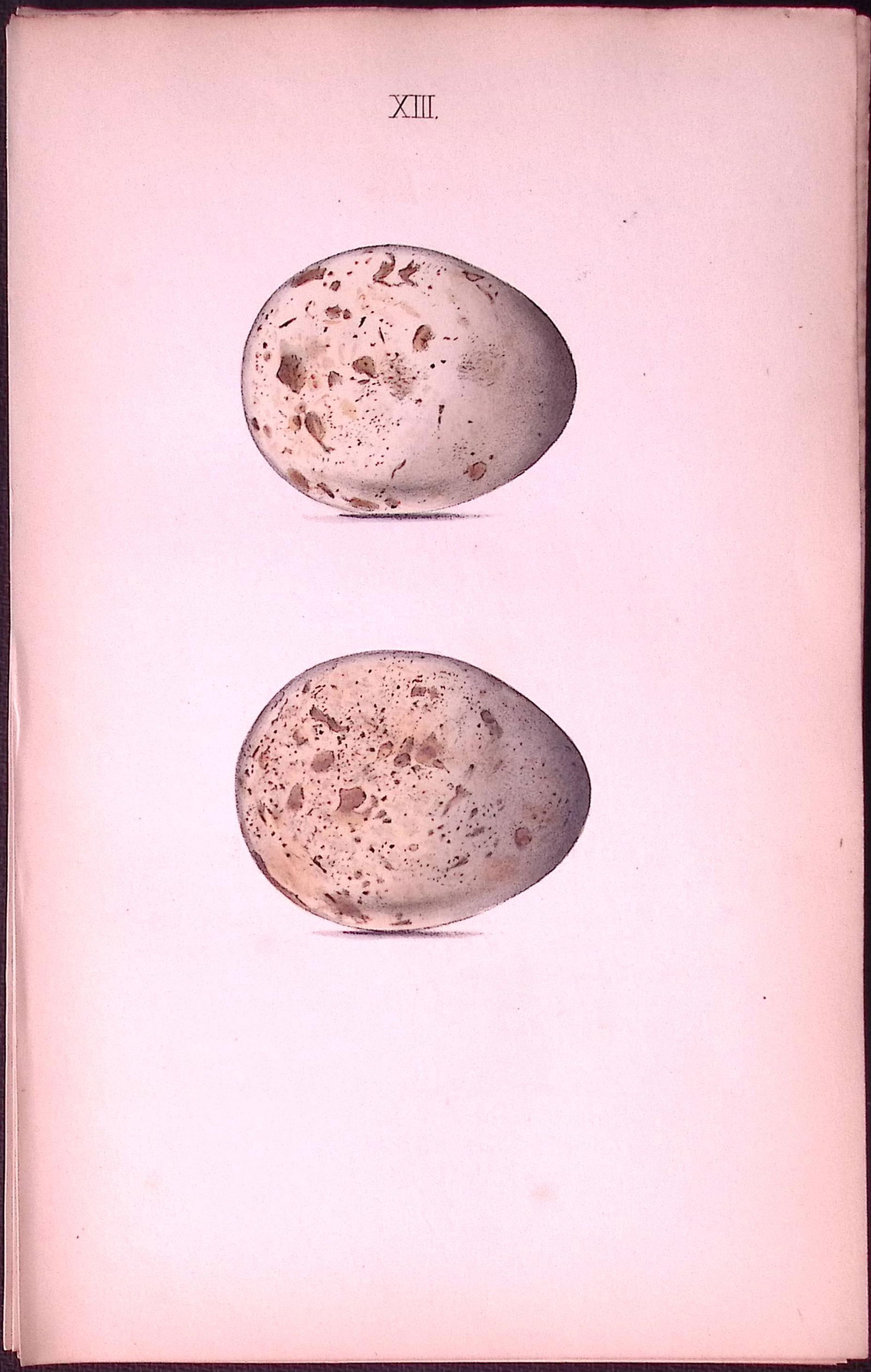 Kite Hawk -William Hewitson Antique Nests & Eggs of British Birds Print-13 (1 of 1)