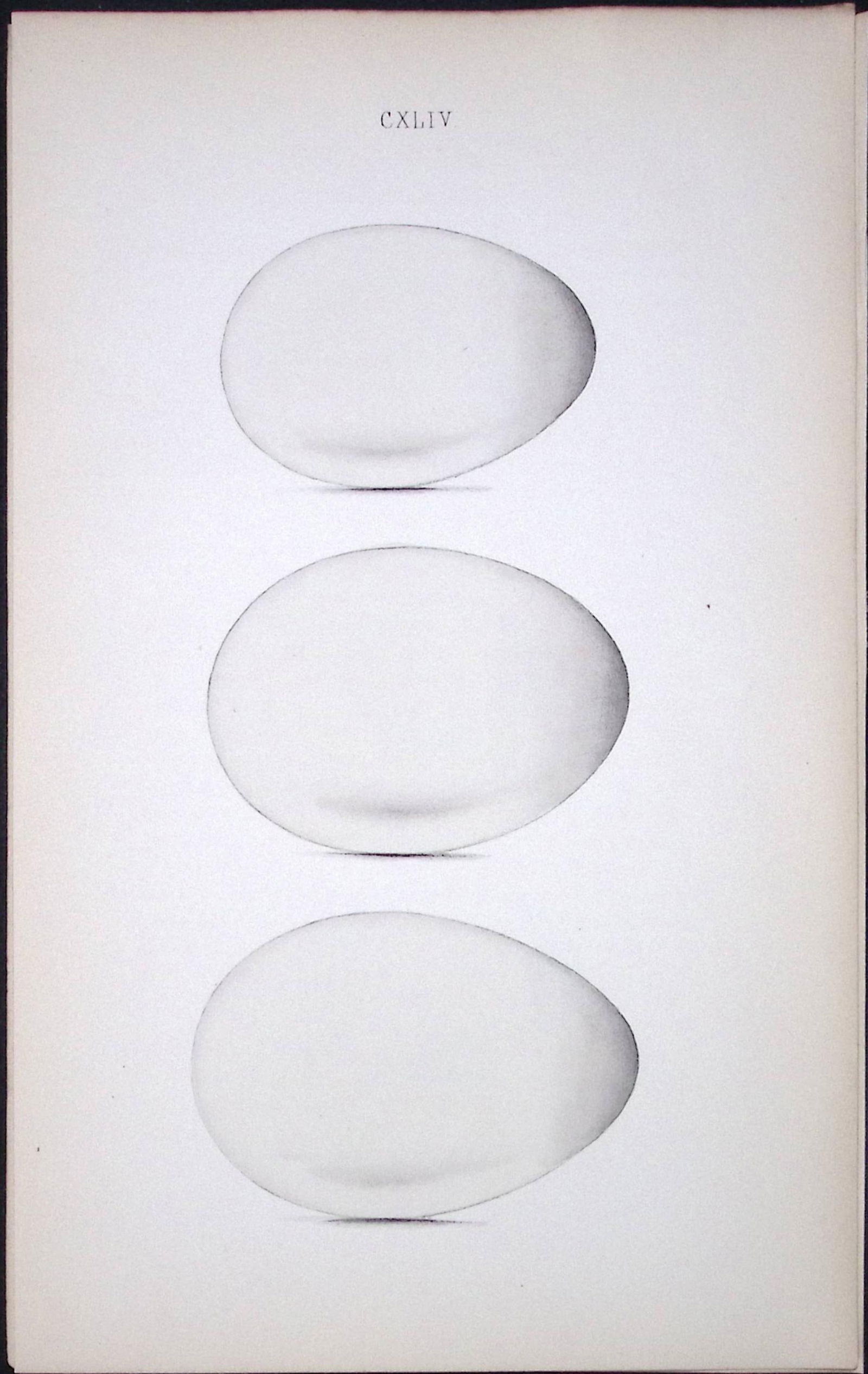 Shearwater & Manx Petrel -William Hewitson Antique Nests & Eggs of British Birds Print-96 (1 of 1)